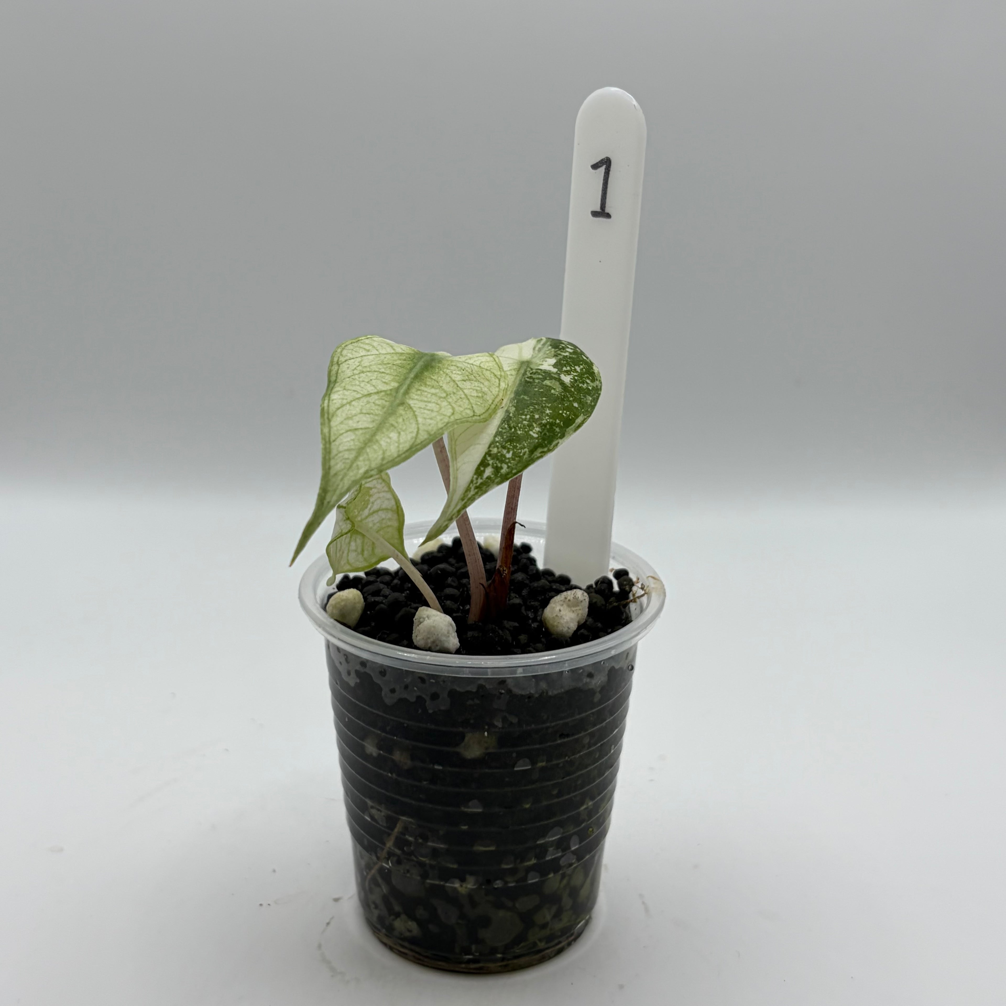 Alocasia Pink dragon albo #1