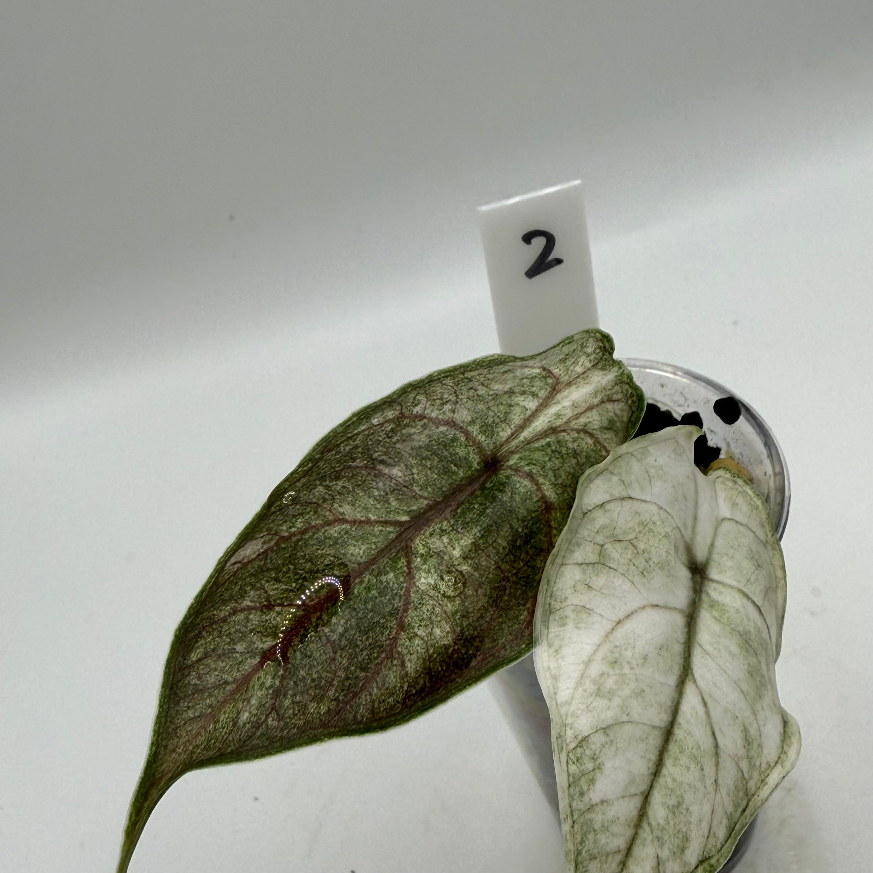 Alocasia Azlanii albo/pink #2