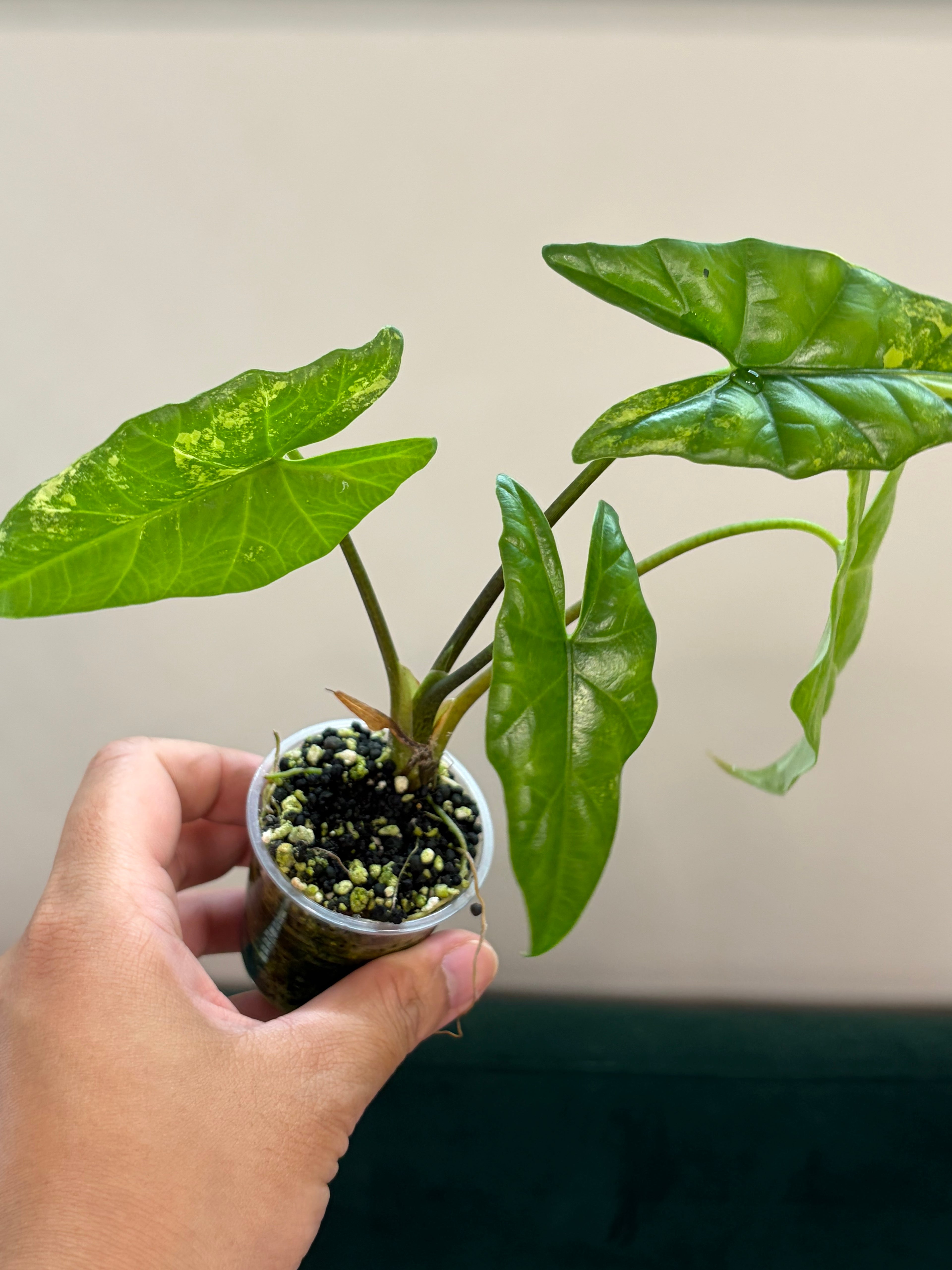 Alocasia Simpo aurea #3