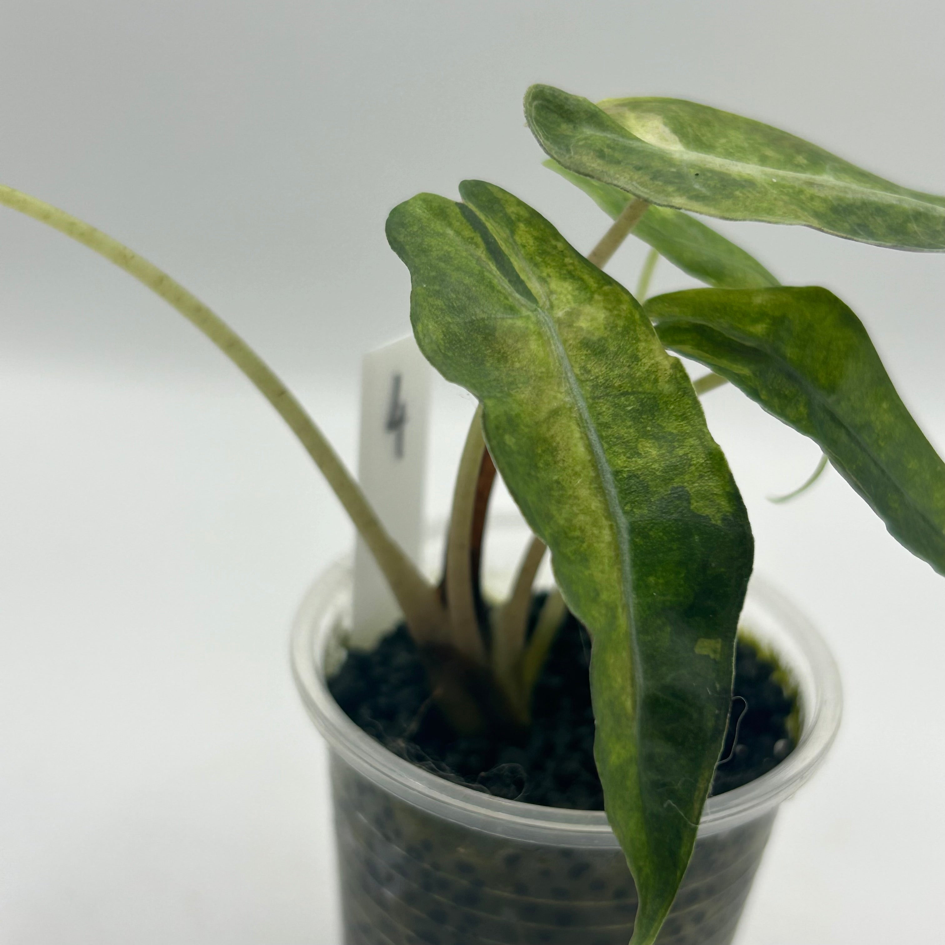 Alocasia Polly aurea splash