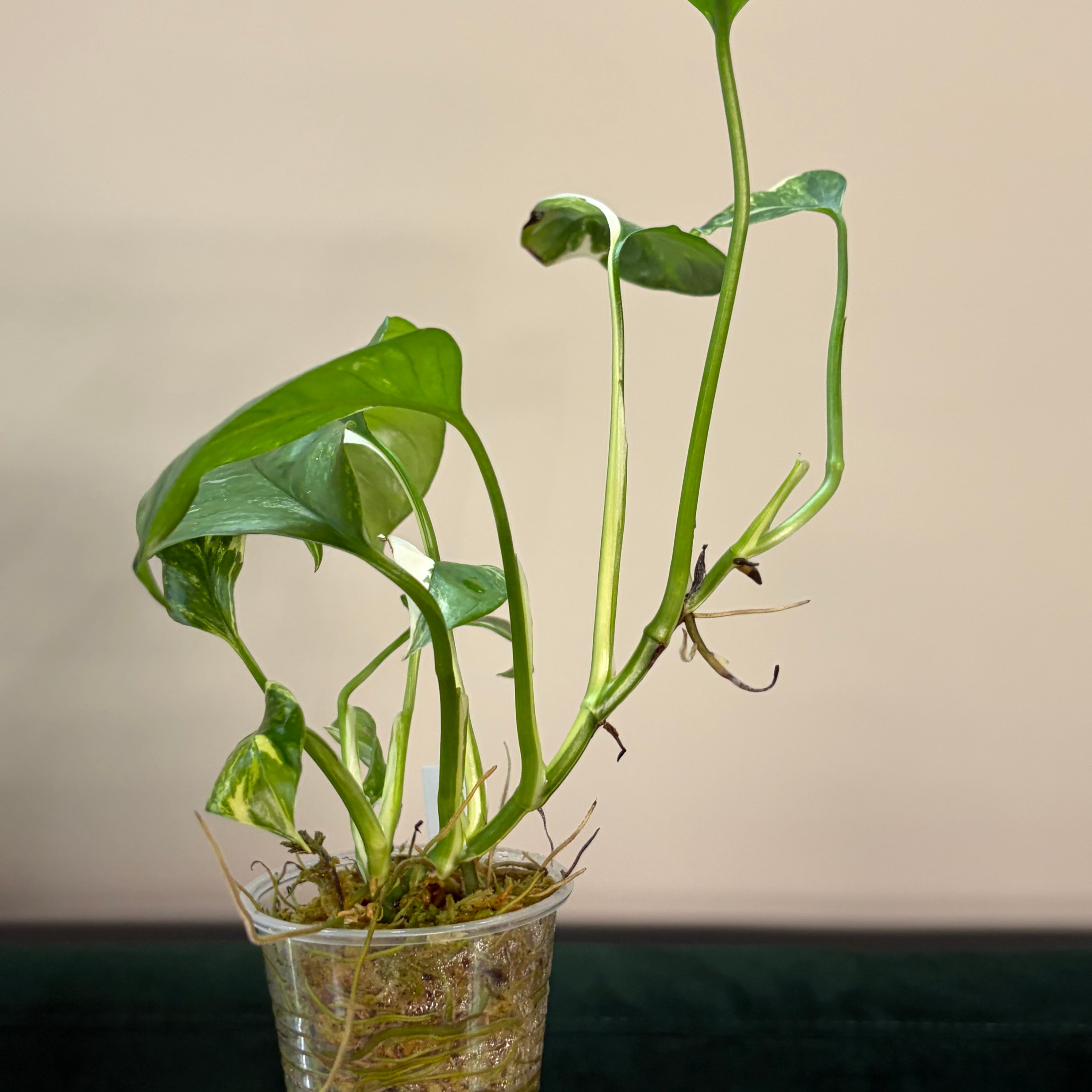 Monstera Lechleriana albo #3