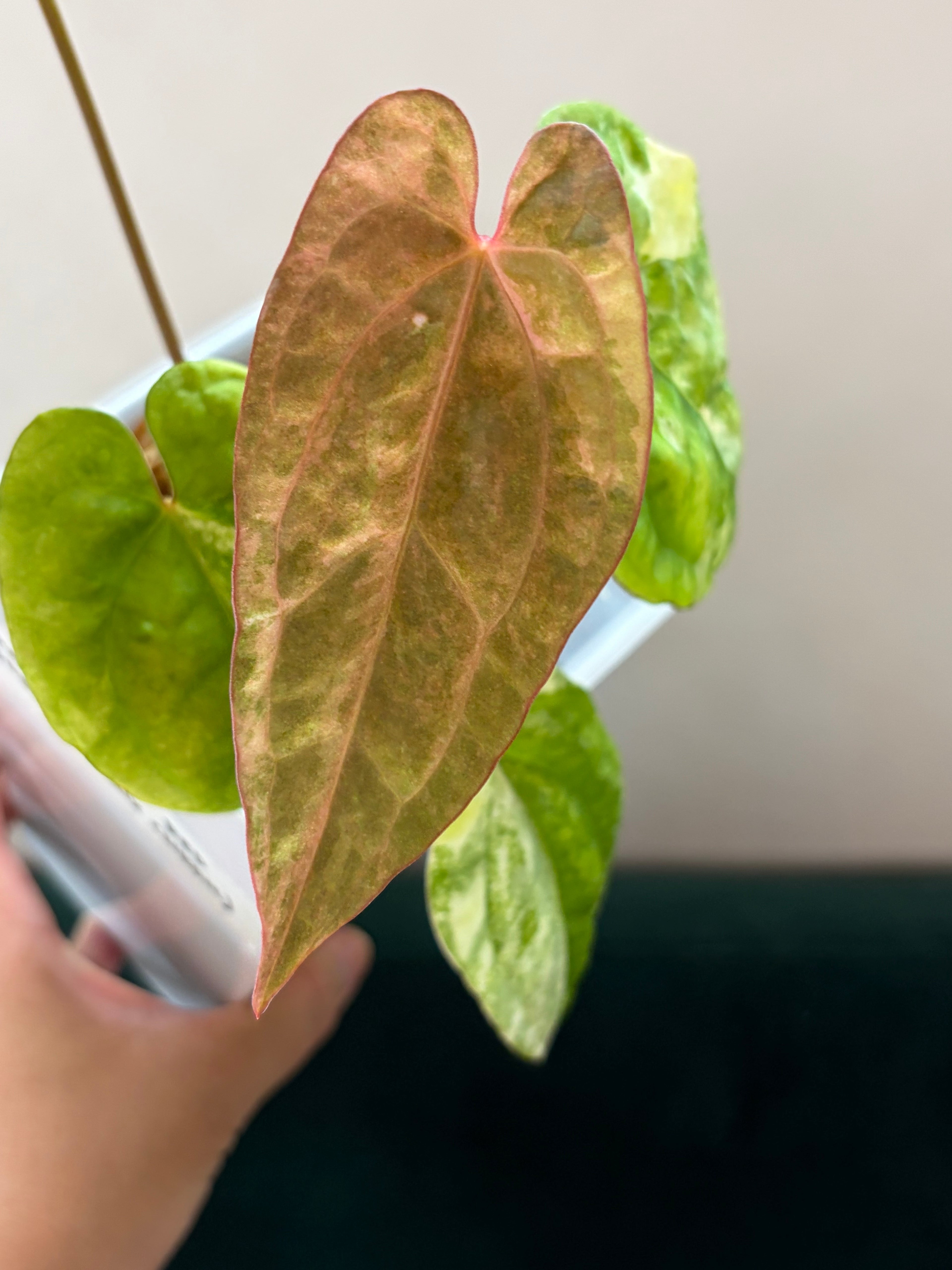 Anthurium Papillilaminum x Red Dark Pheonix (cutting)