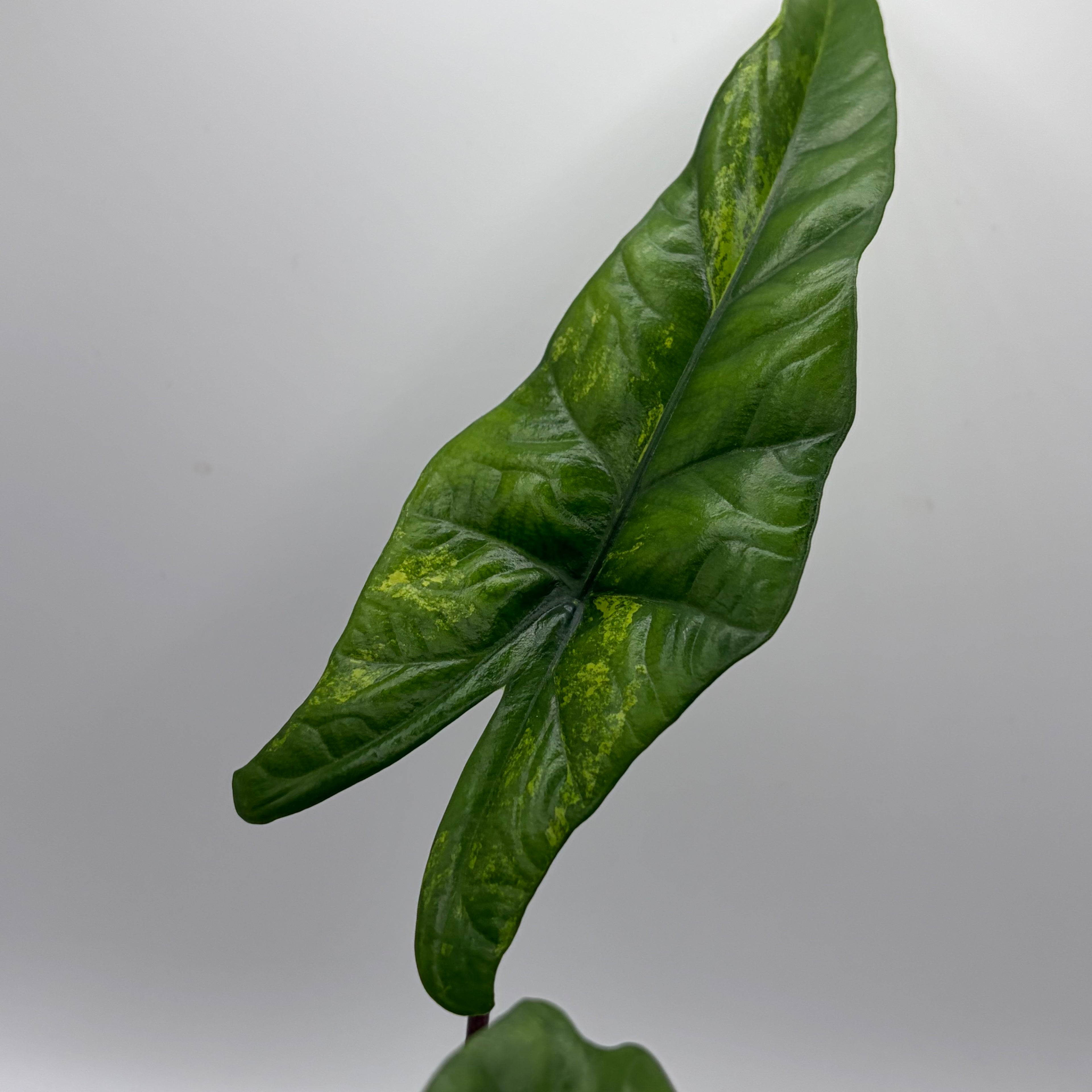 Alocasia Simpo aurea