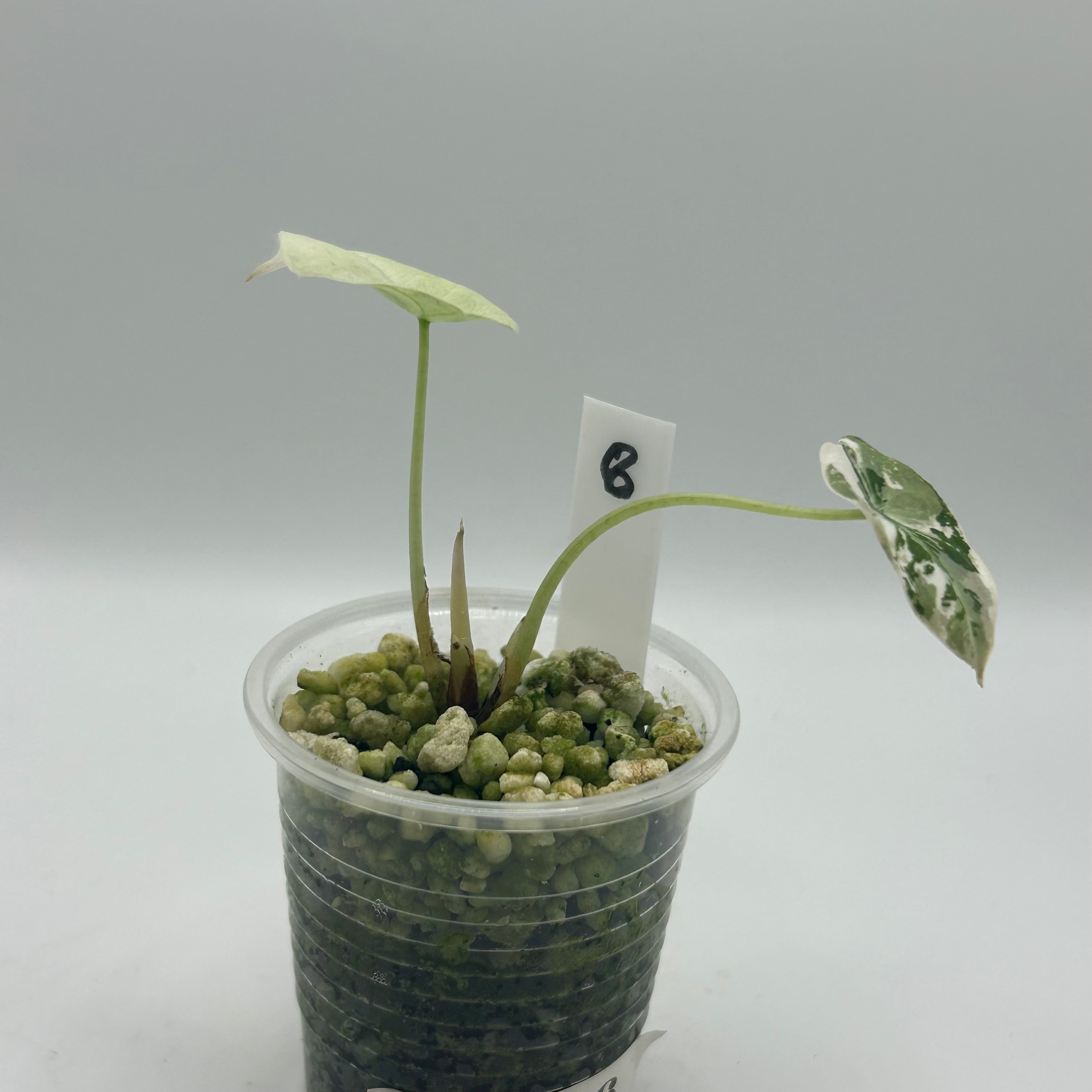 Alocasia Black velvet pink