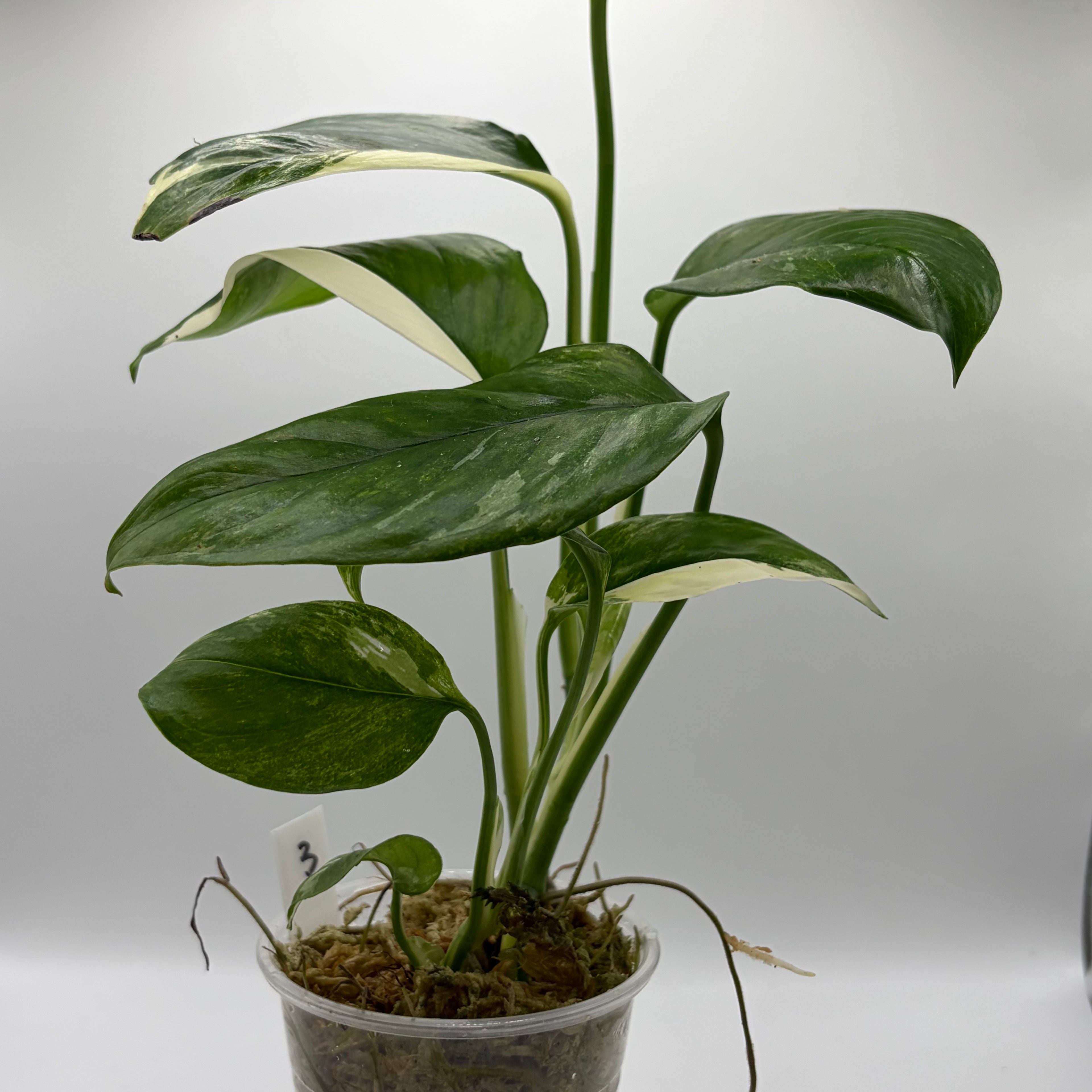 Monstera Lechleriana albo #3