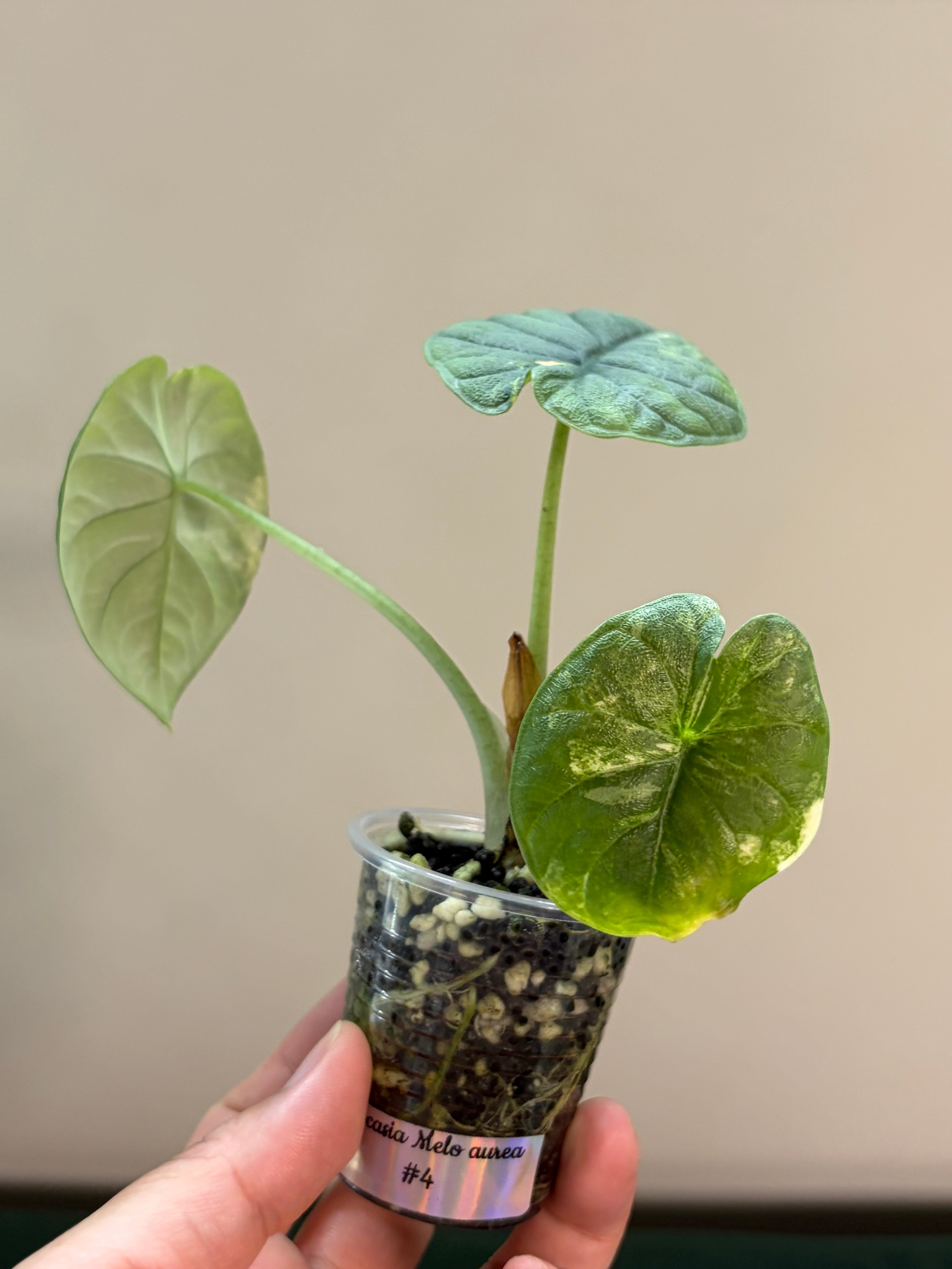 Alocasia Melo aurea #4