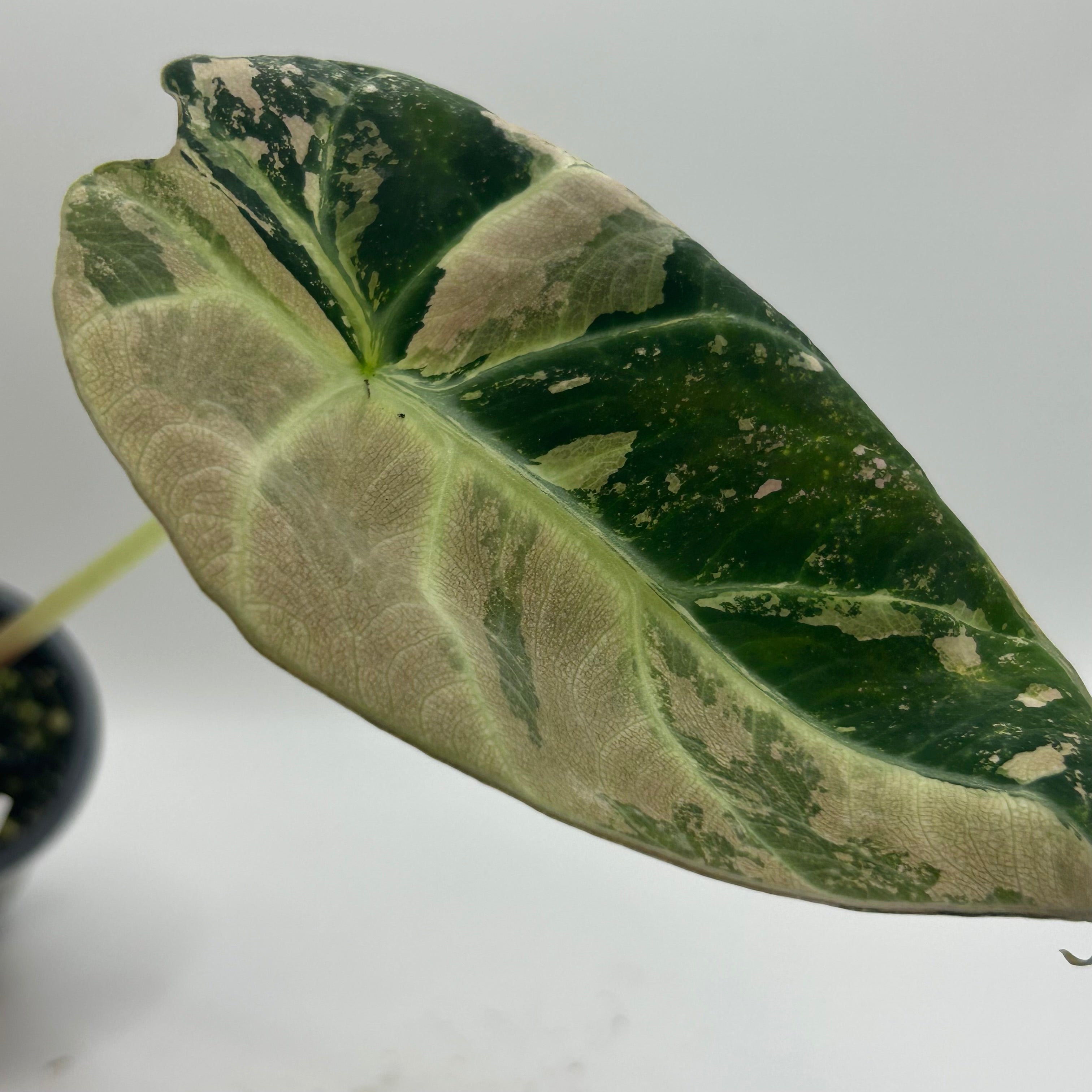 Alocasia Black velvet pink