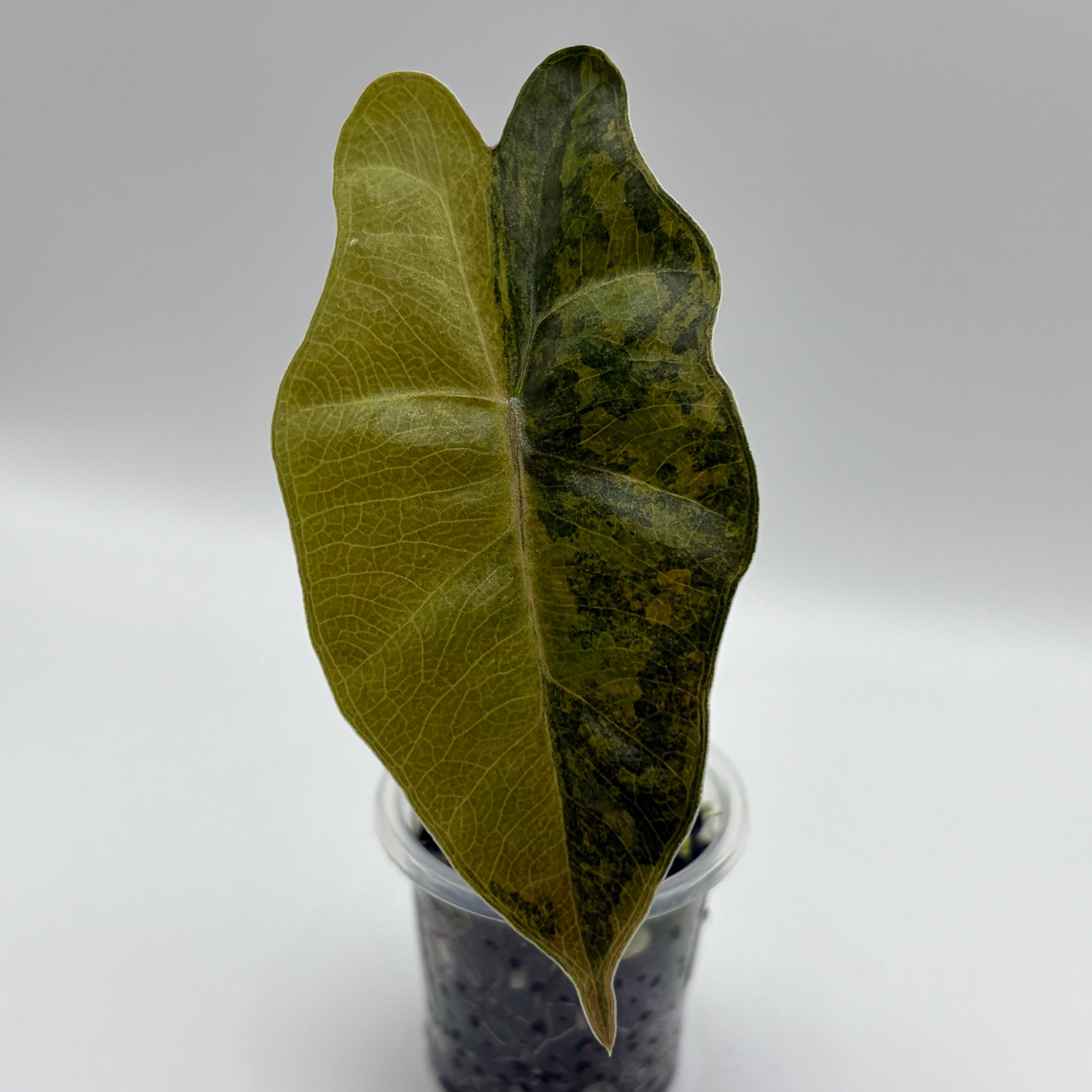 Alocasia Pseudo Sanderiana aurea #1