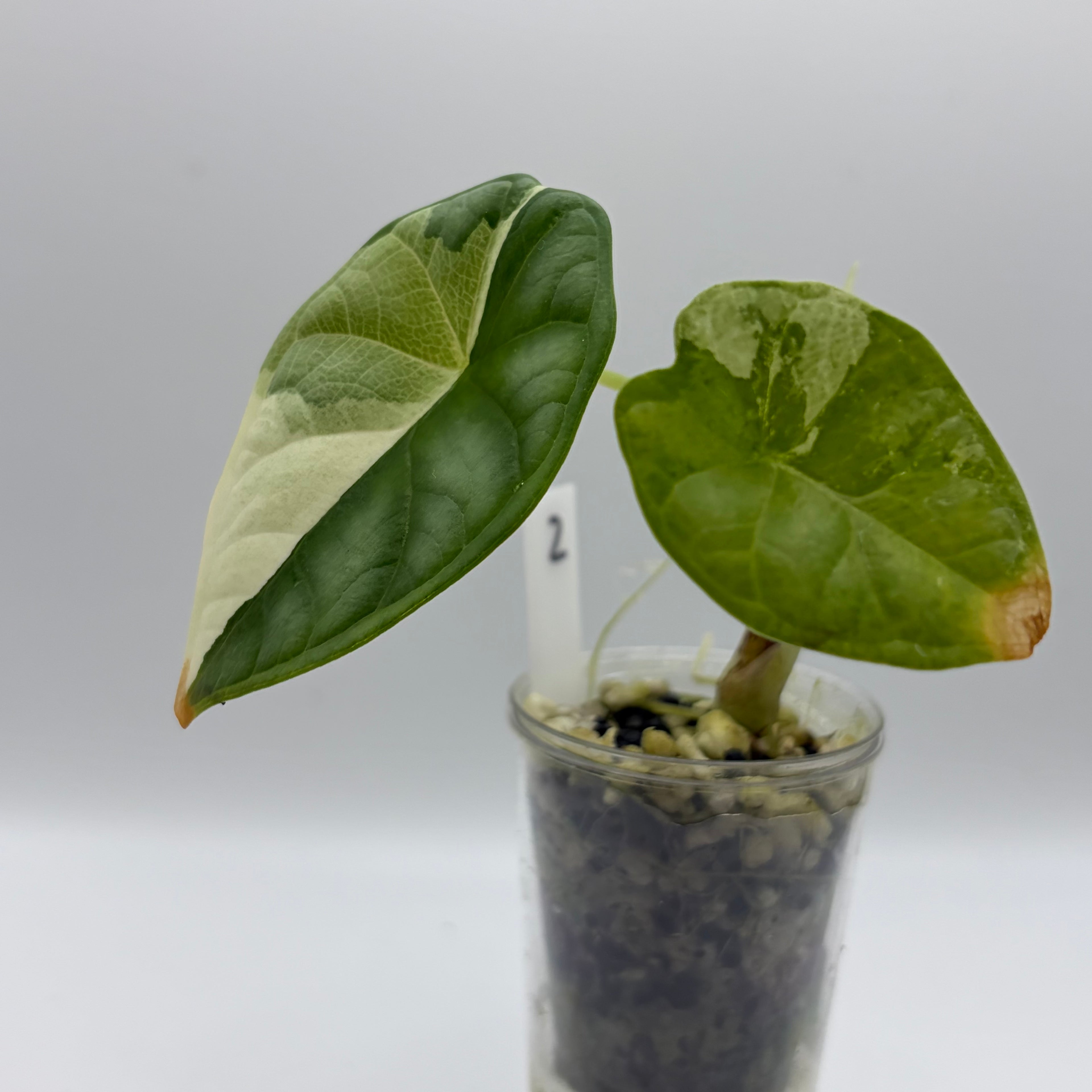 Alocasia Dragon scale variegata