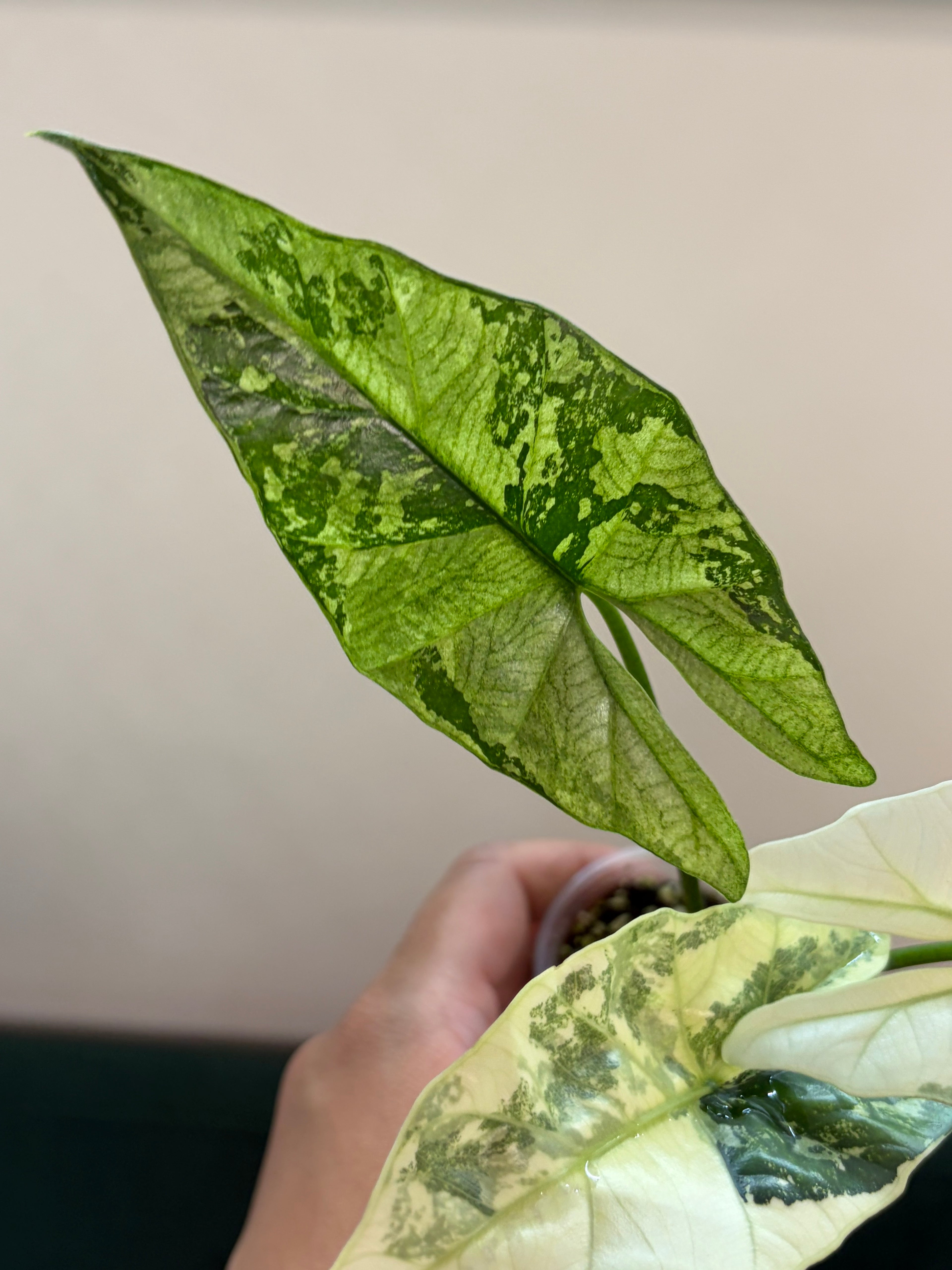 Alocasia Simpo albo #2