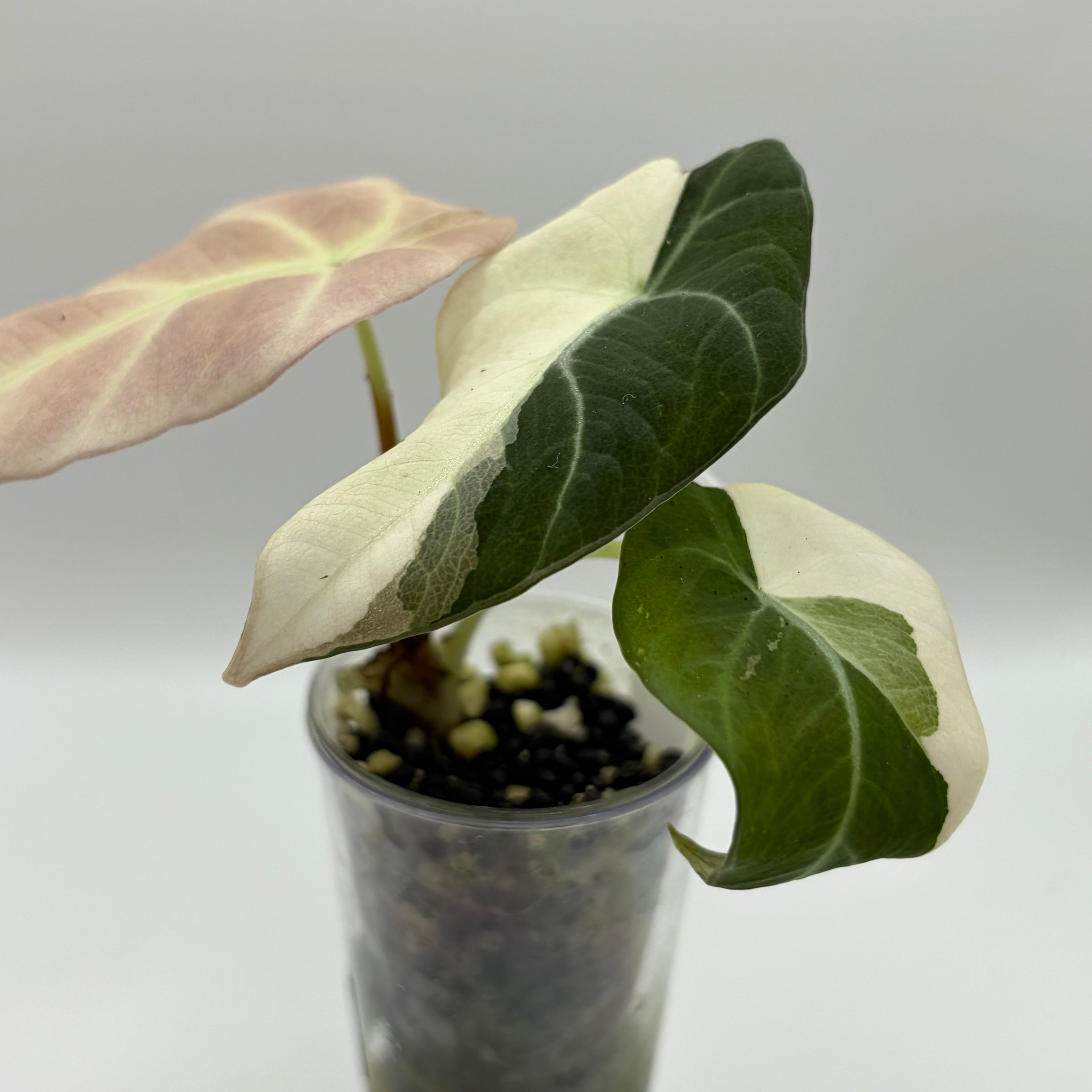 Alocasia Black velvet pink