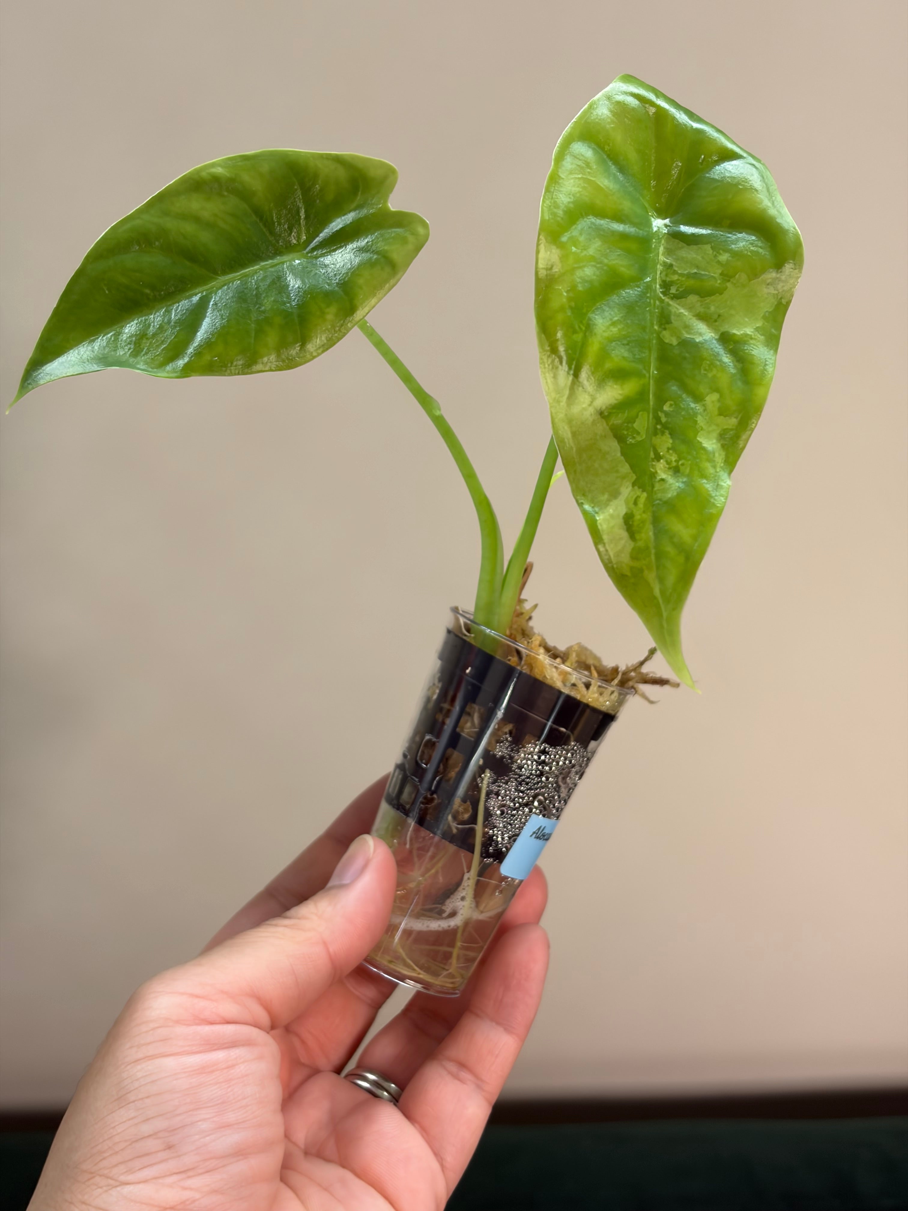 Alocasia Acuminata albo #4