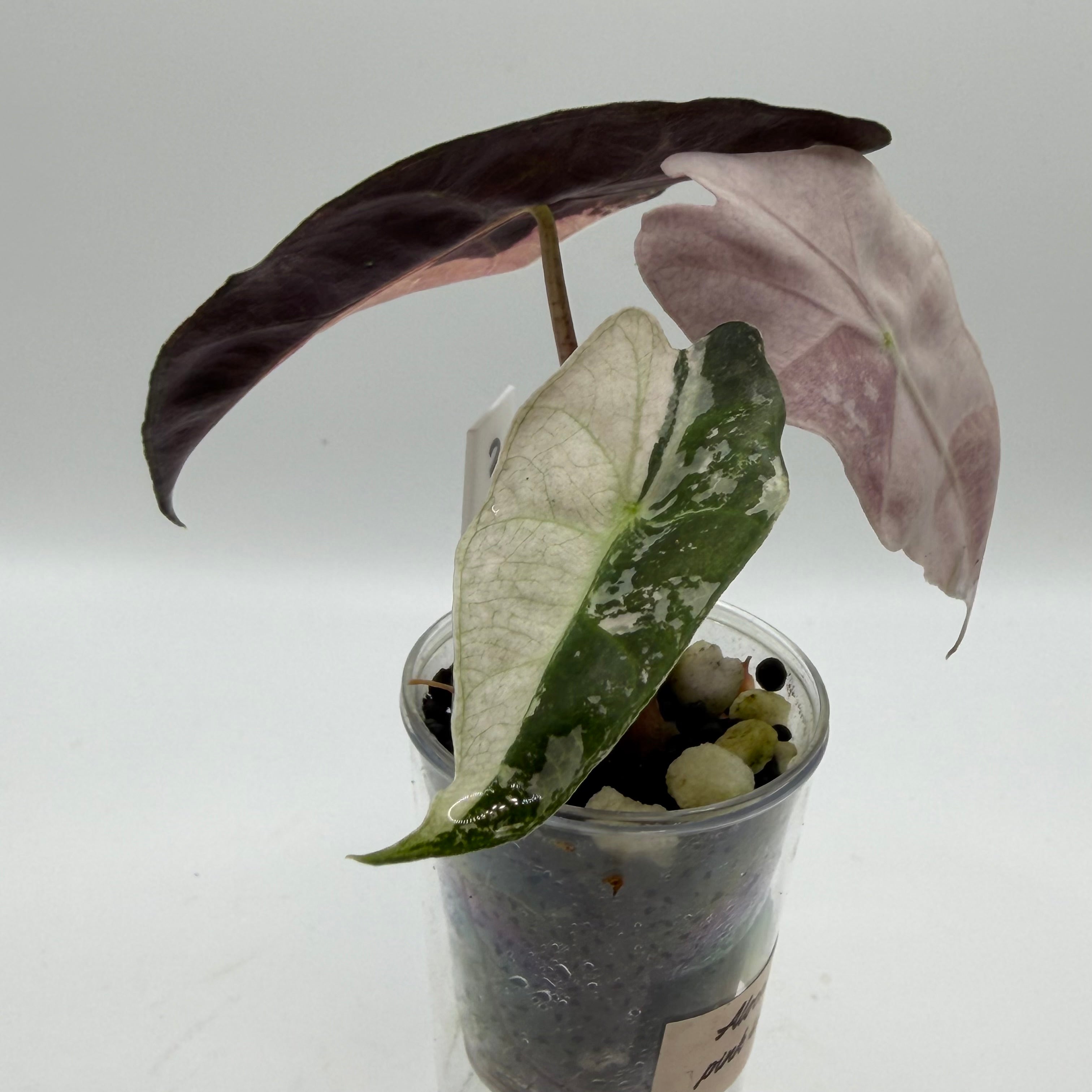 Alocasia Polly pink snowflake