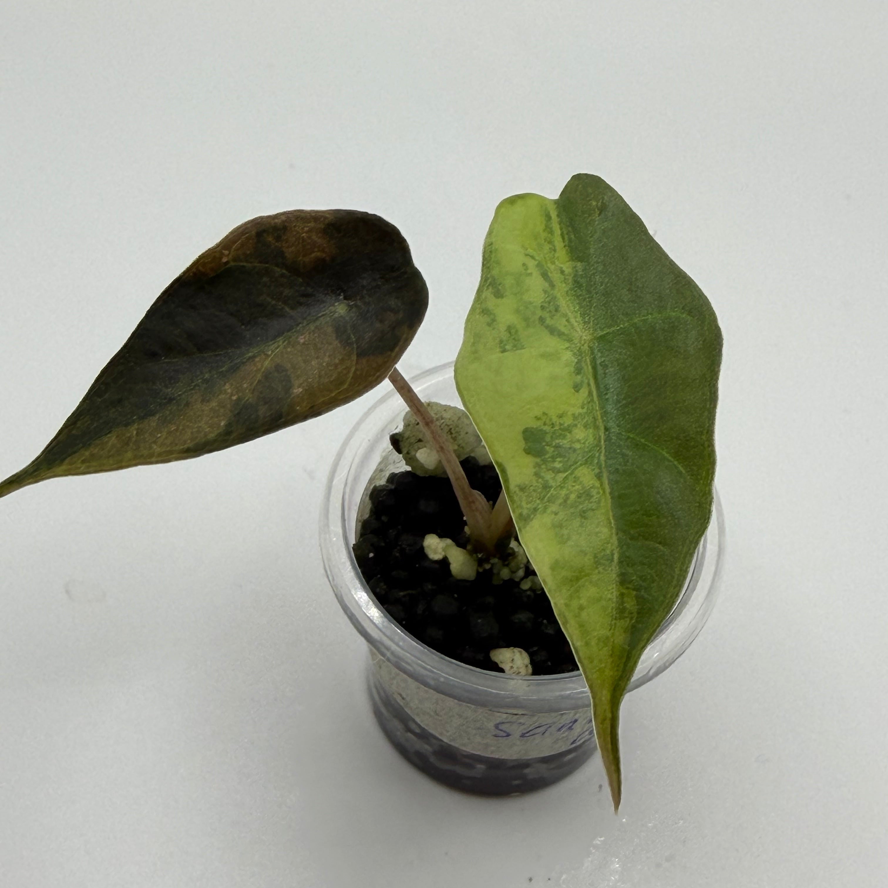 Alocasia Sanderiana bull aurea #3