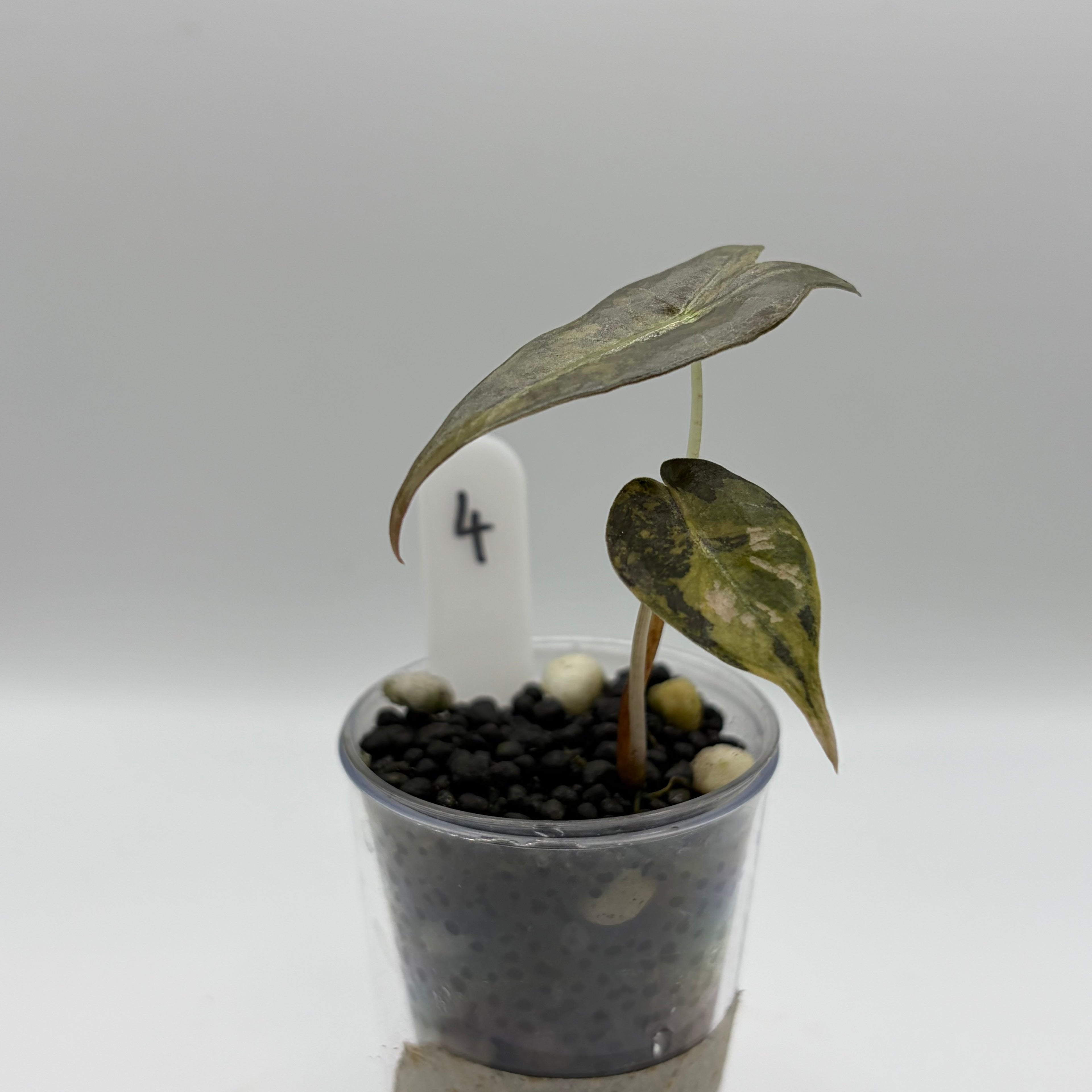 Alocasia Nobilis aurea