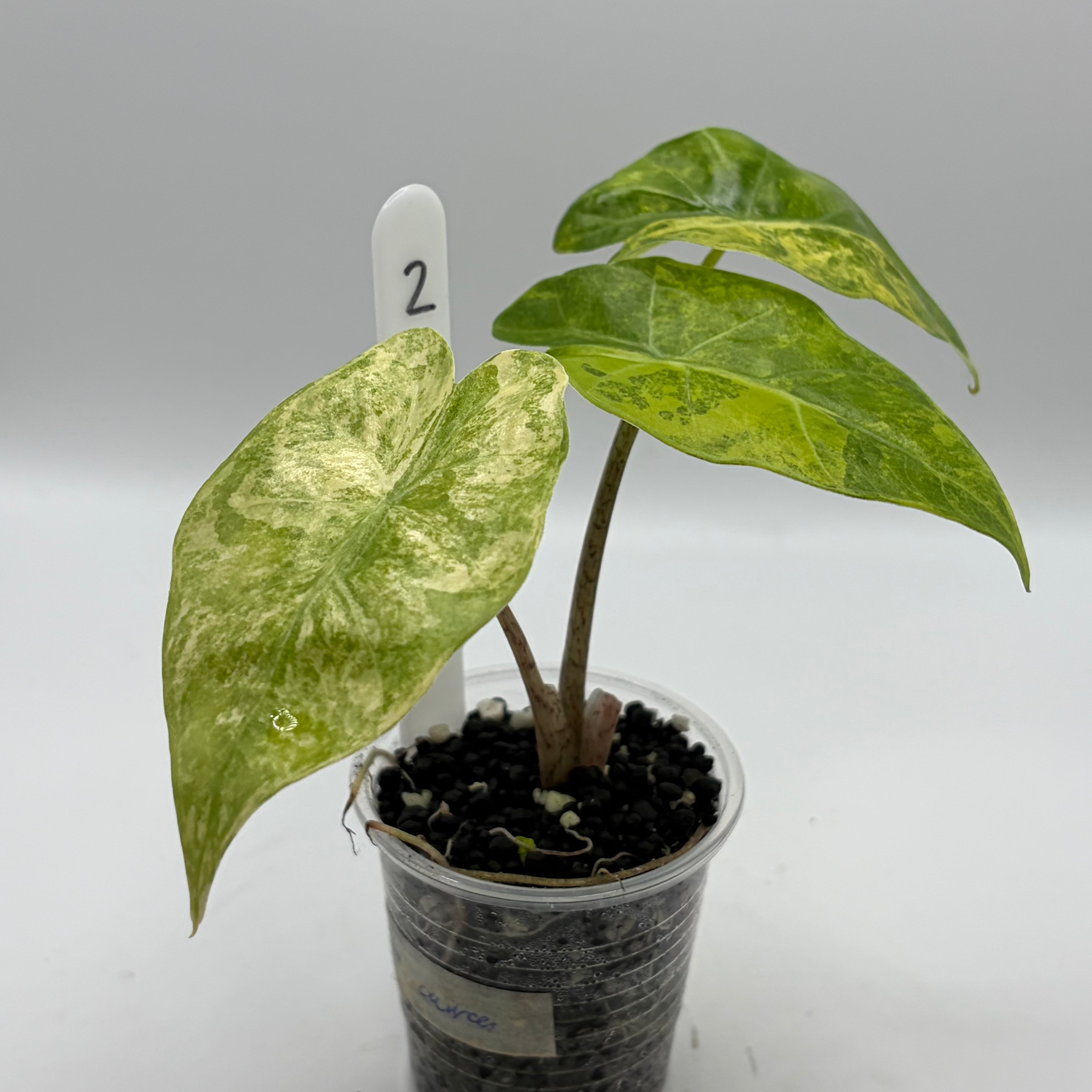 Alocasia Portora aurea #2