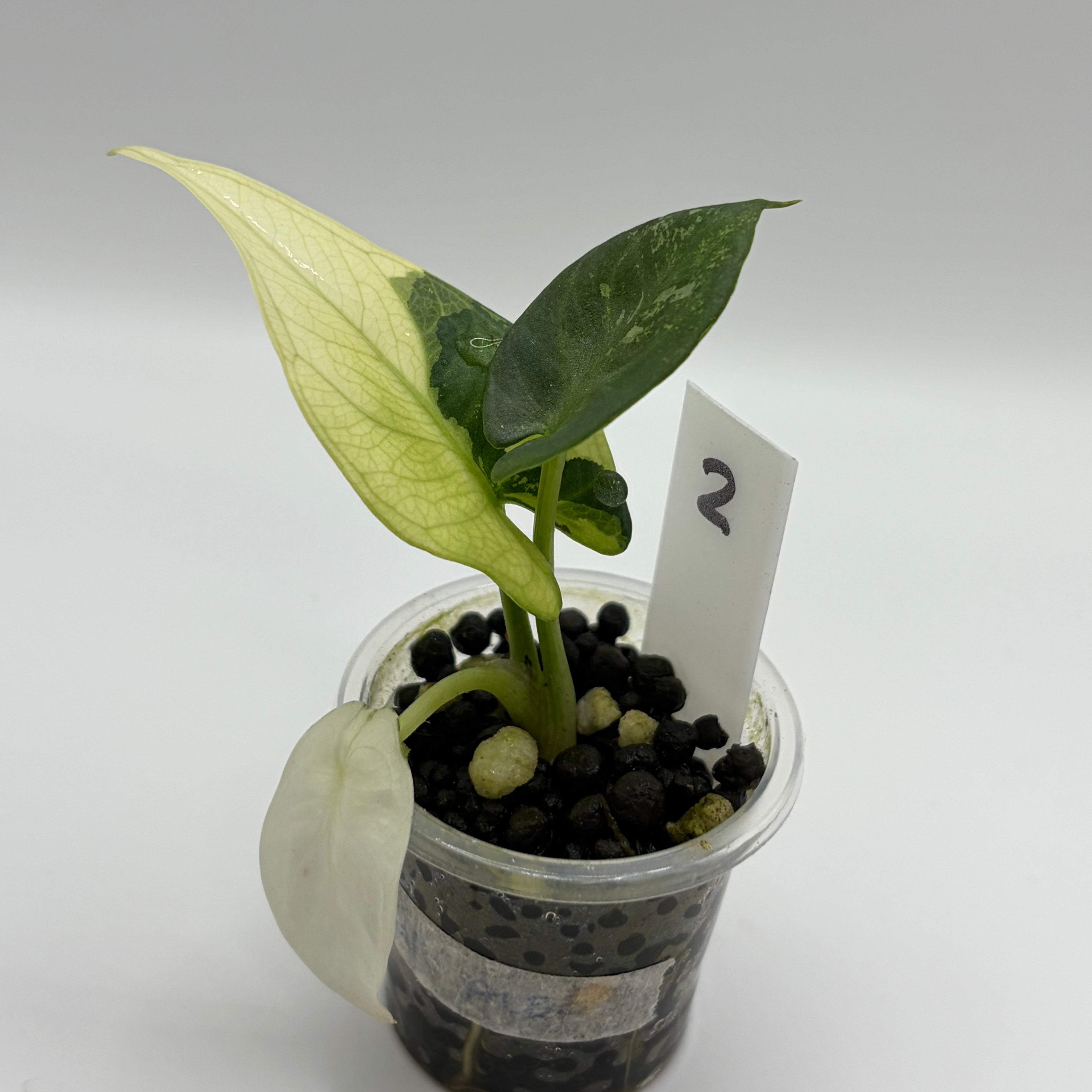 Alocasia Reginae albo/pink #2