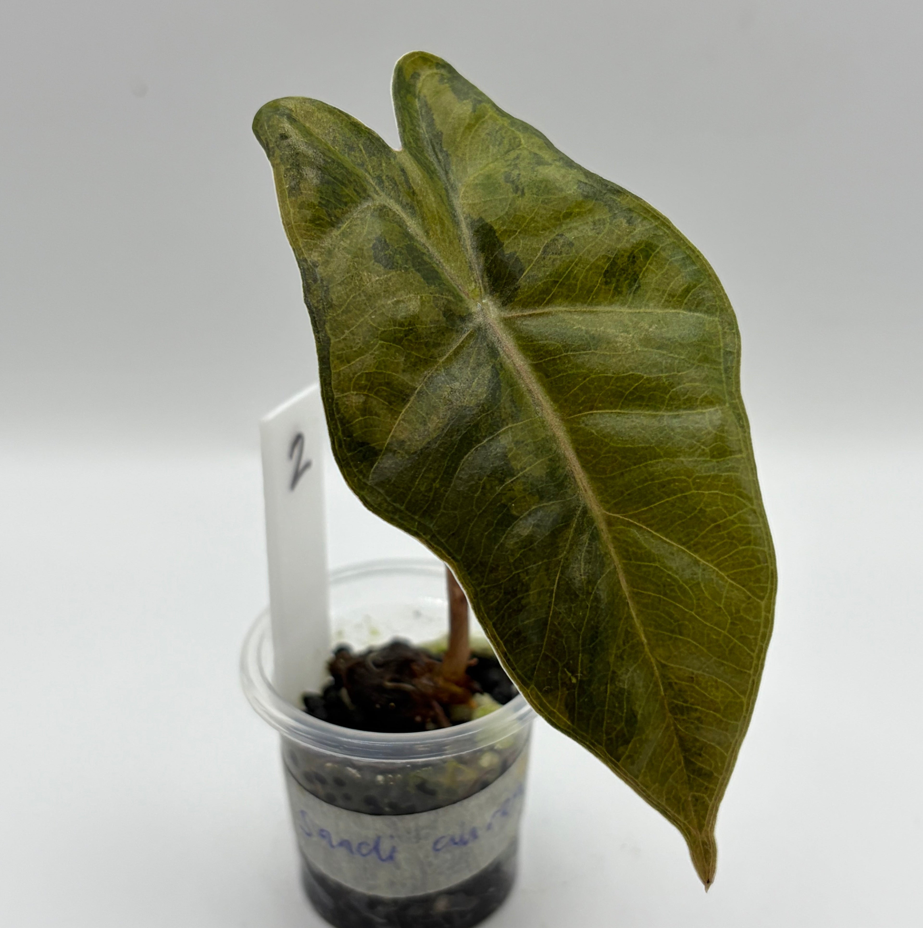 Alocasia Pseudo Sanderiana aurea #2