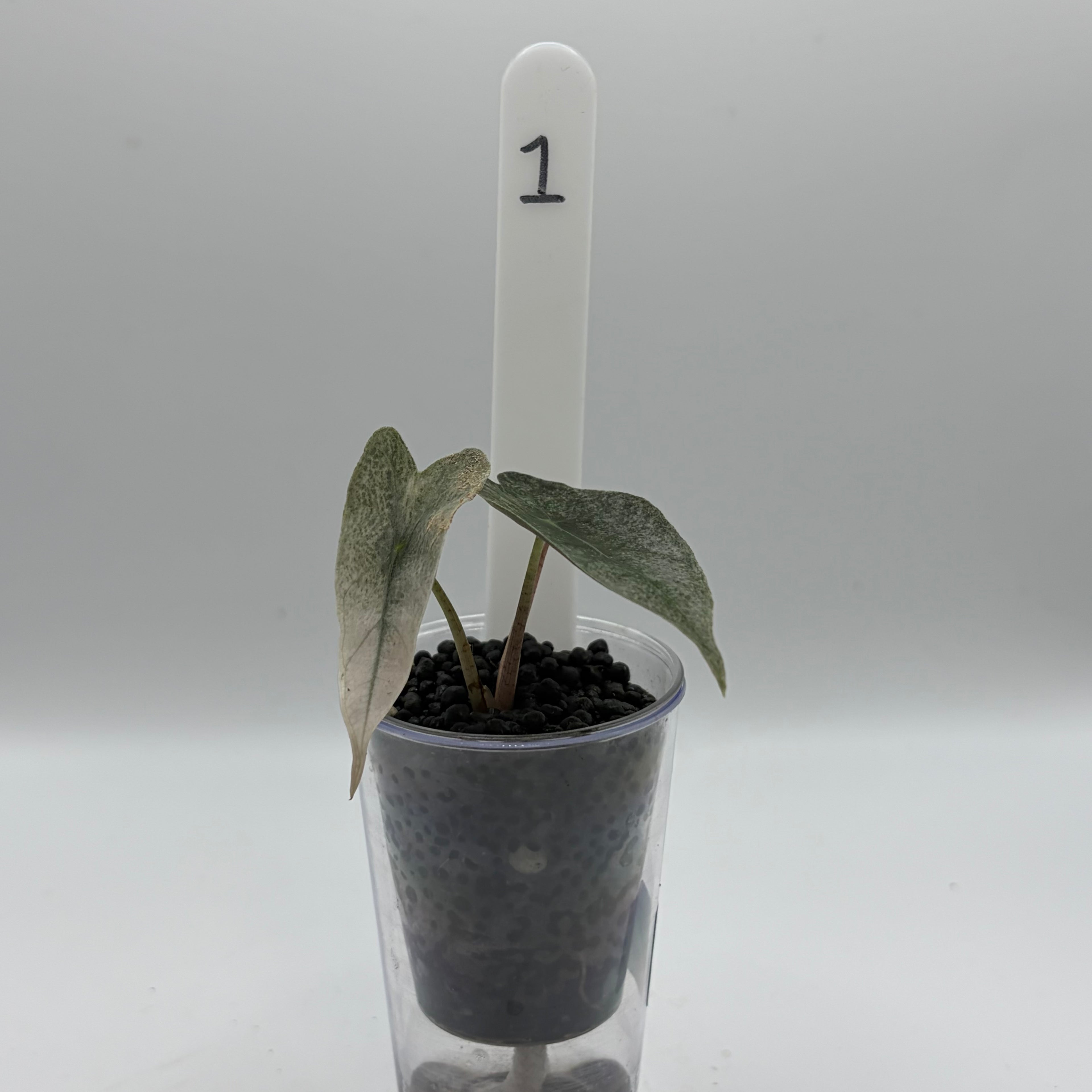 Alocasia Amazonica pink #1