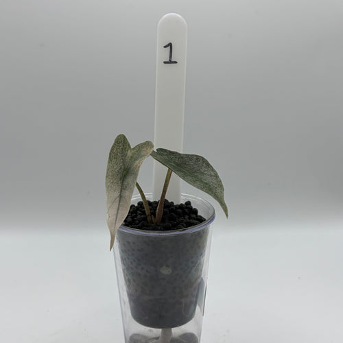 Alocasia Amazonica pink #1