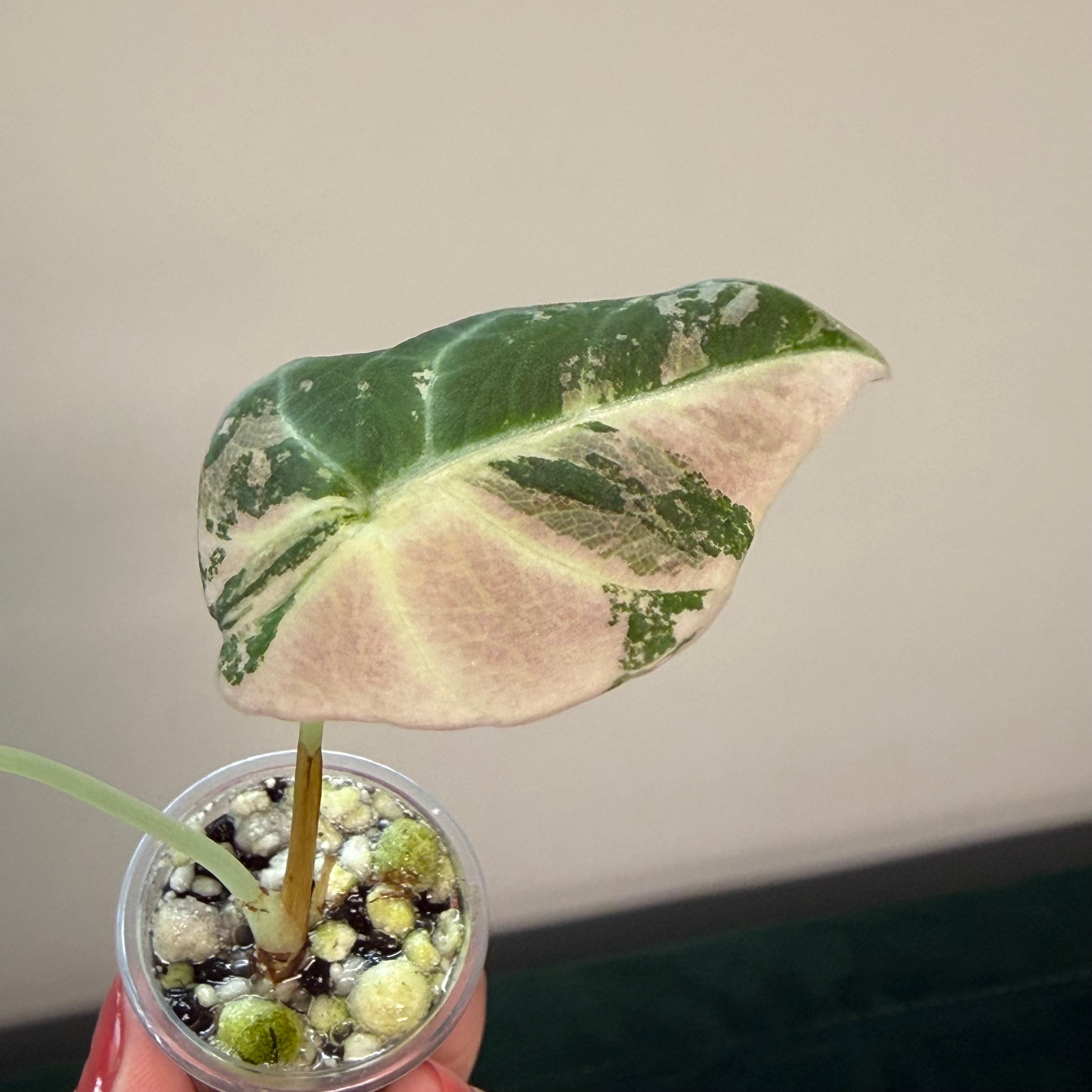 Alocasia Black velvet pink