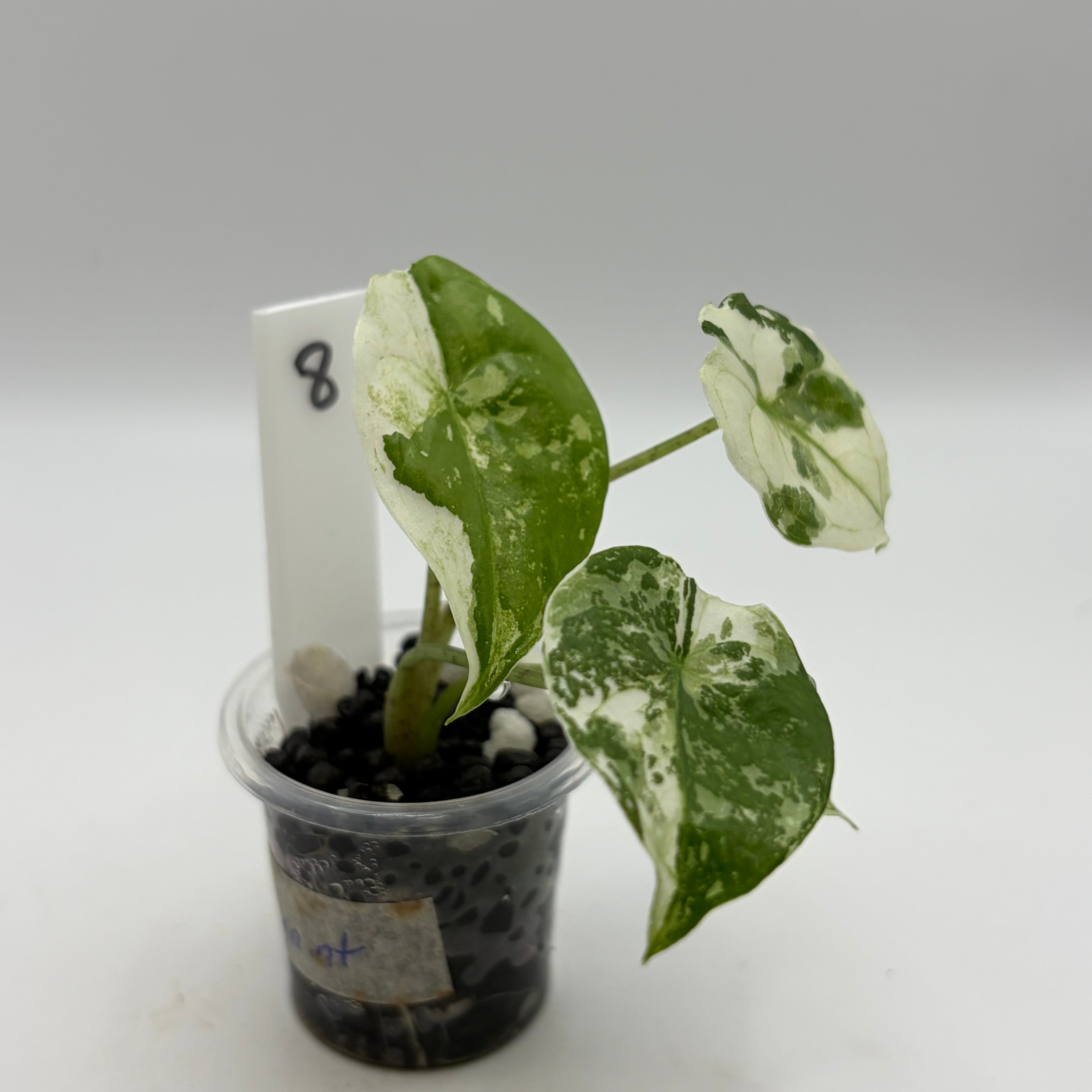 Alocasia Fornicata mint