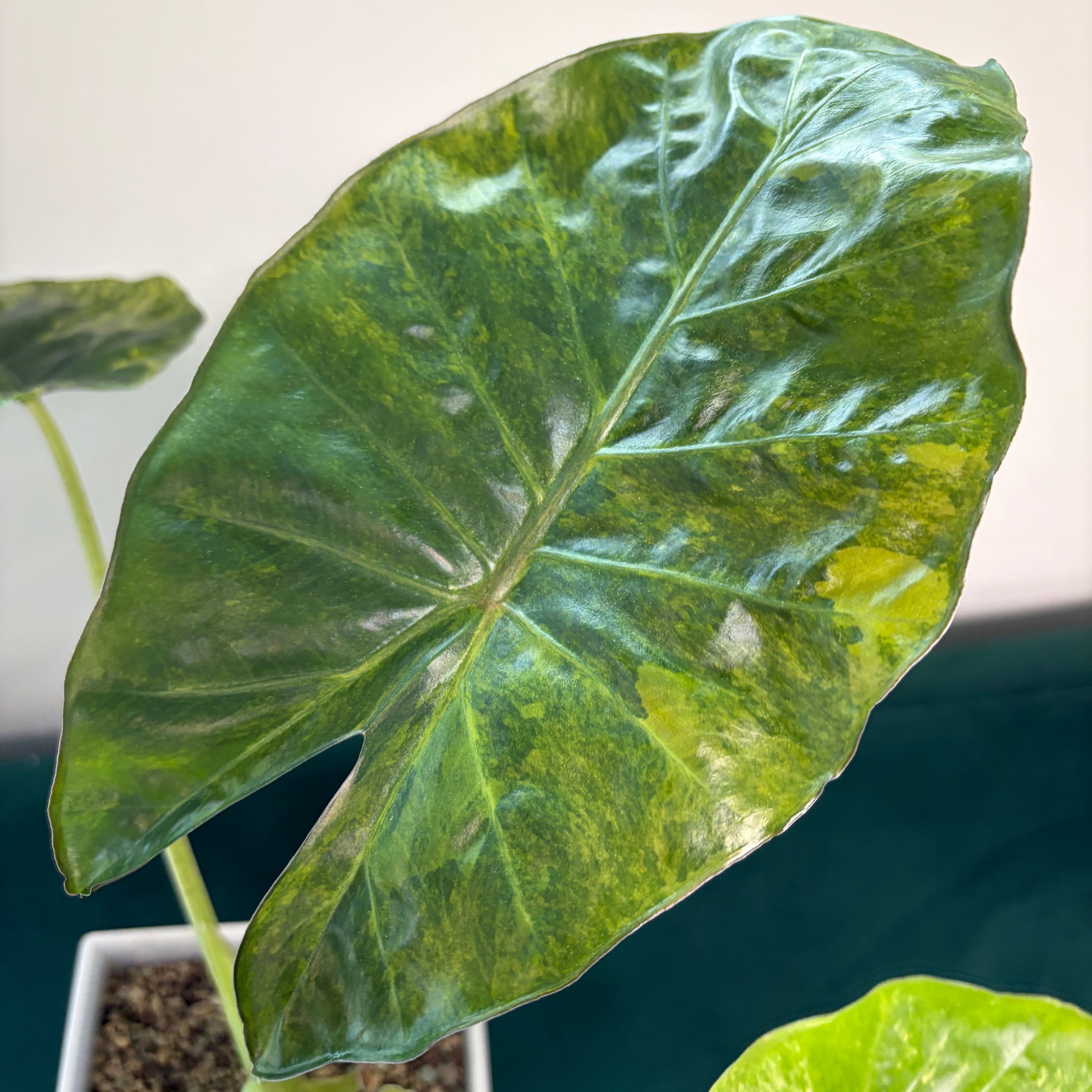 Alocasia Calidora x Infernalis aurea (corm)