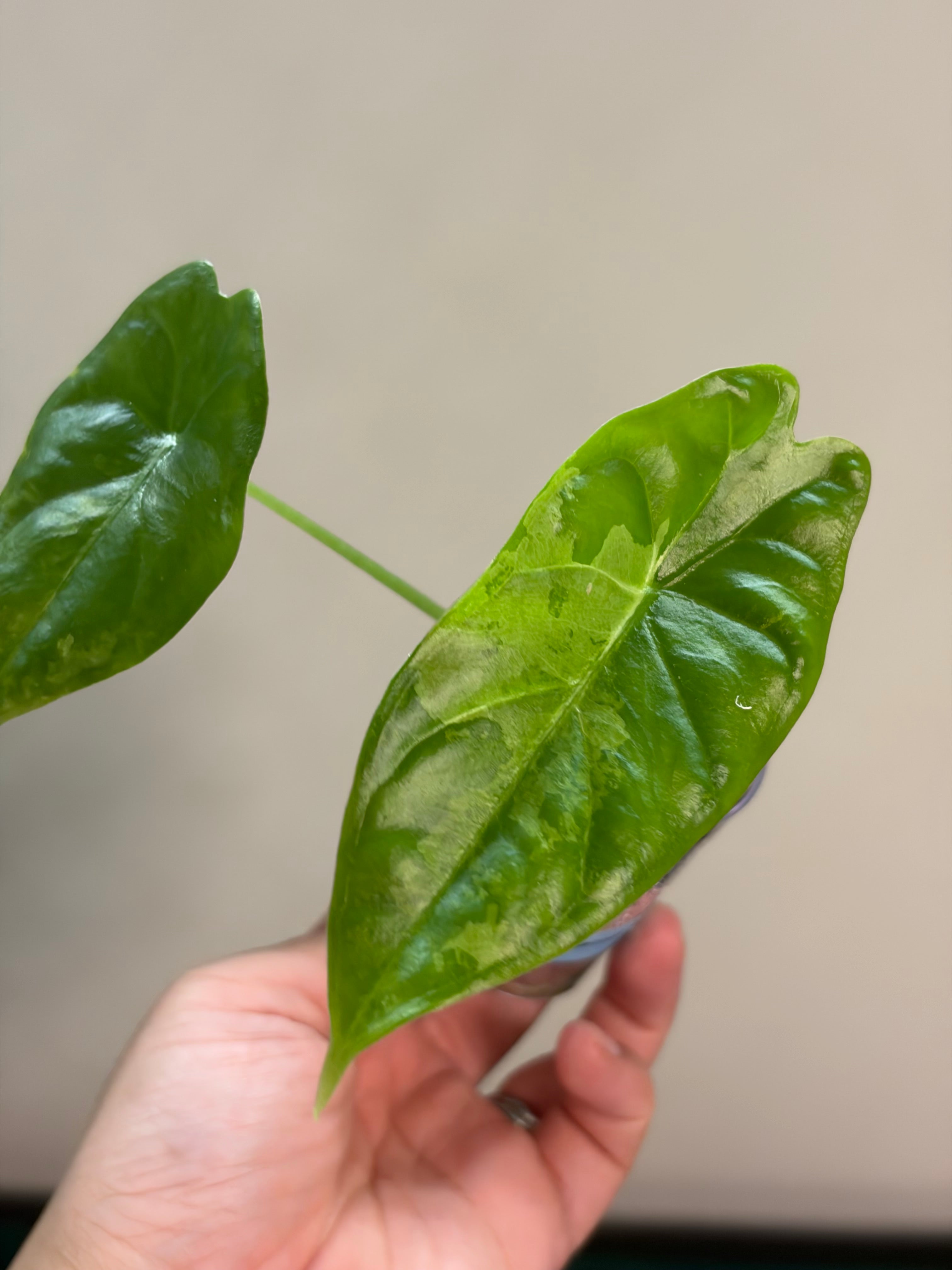 Alocasia Acuminata albo #3