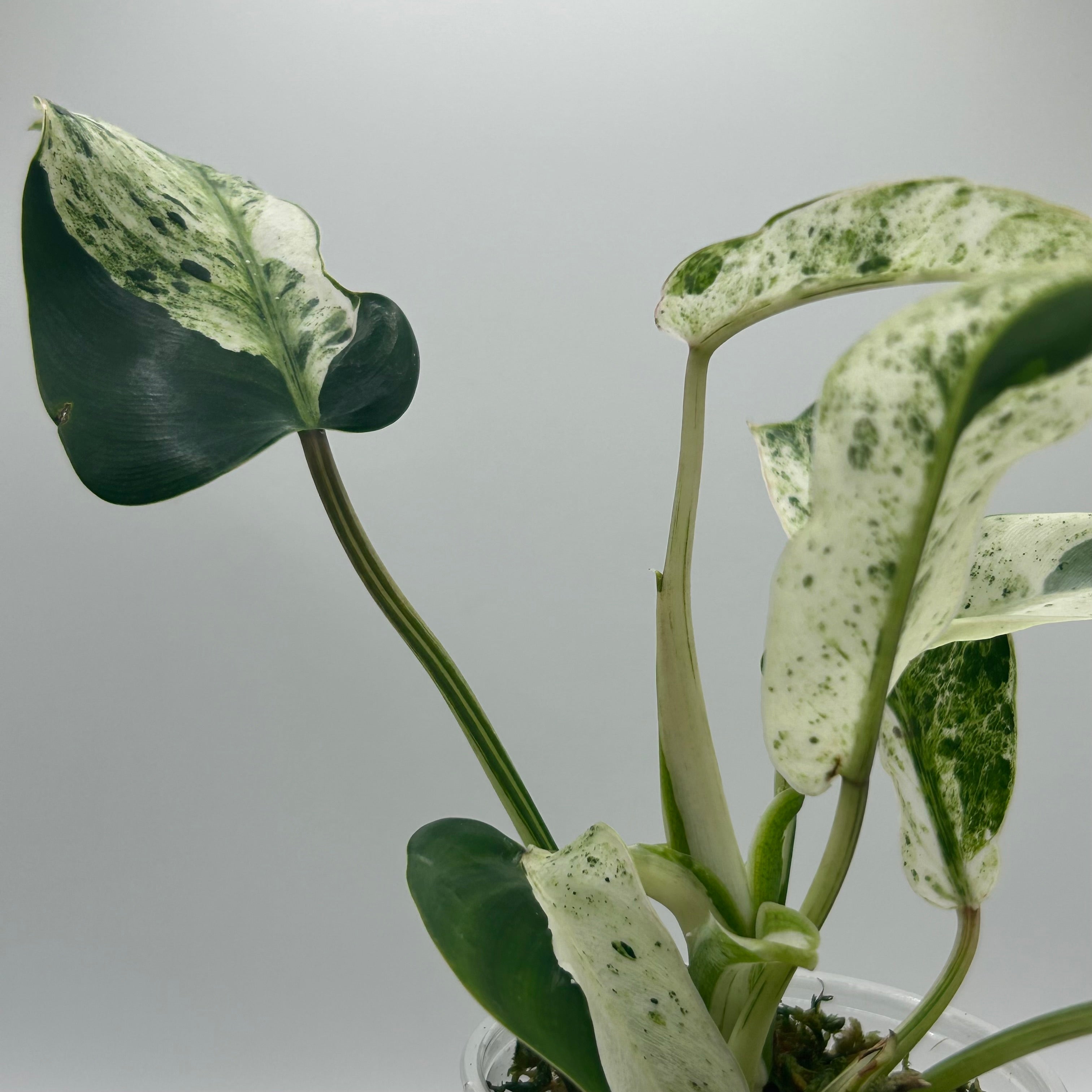 Philodendron Emerald Ice (LF)