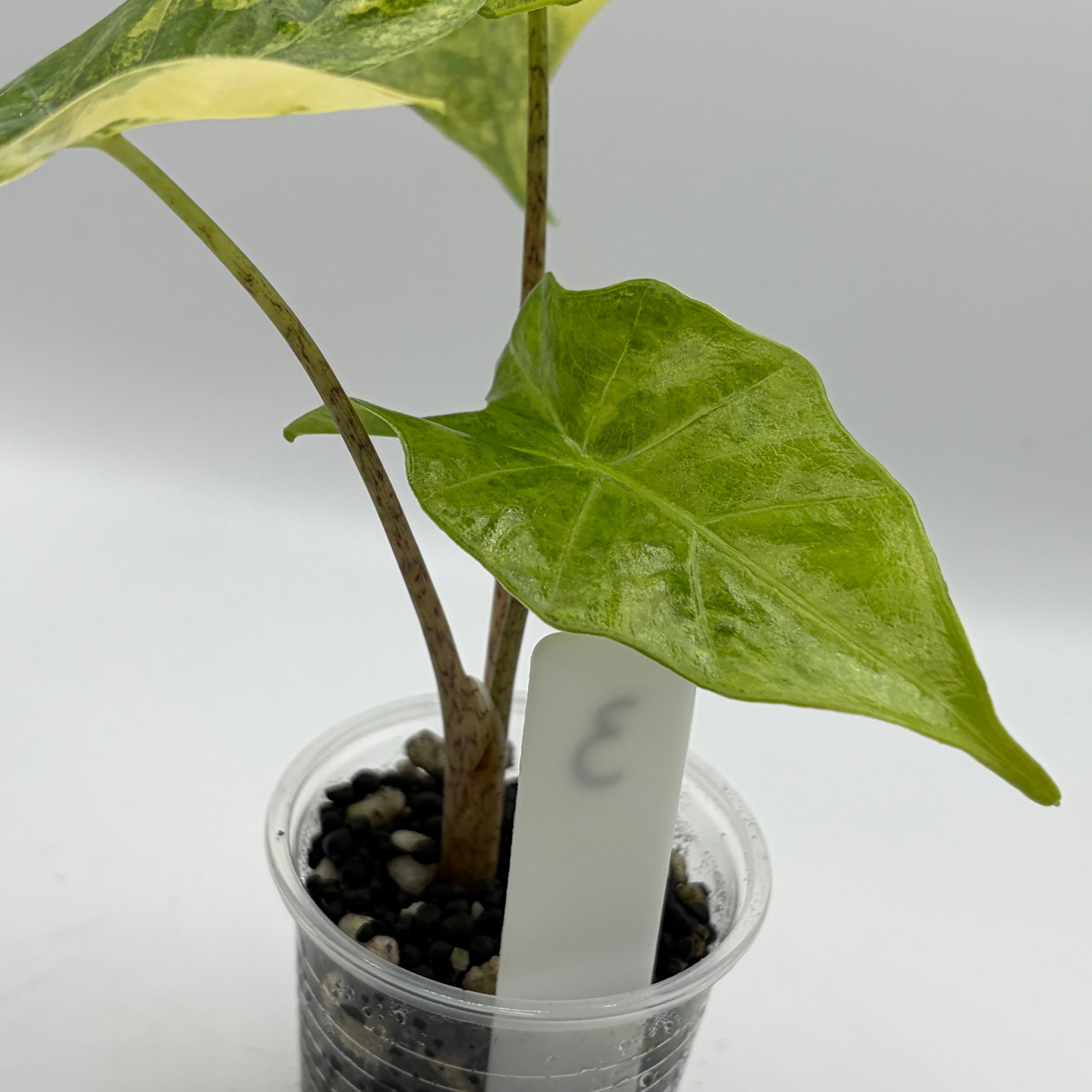 Alocasia Portora aurea #3