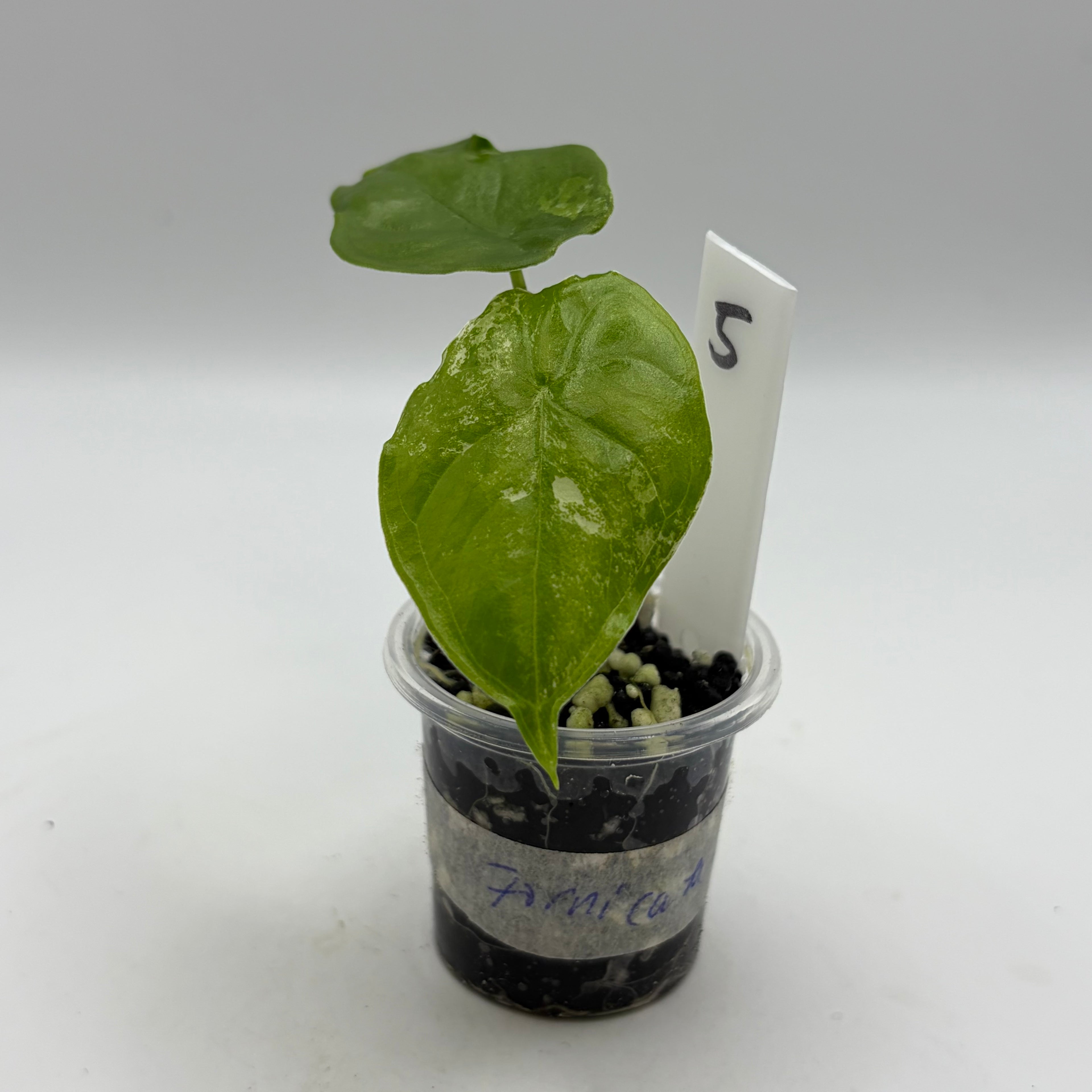 Alocasia Fornicata mint