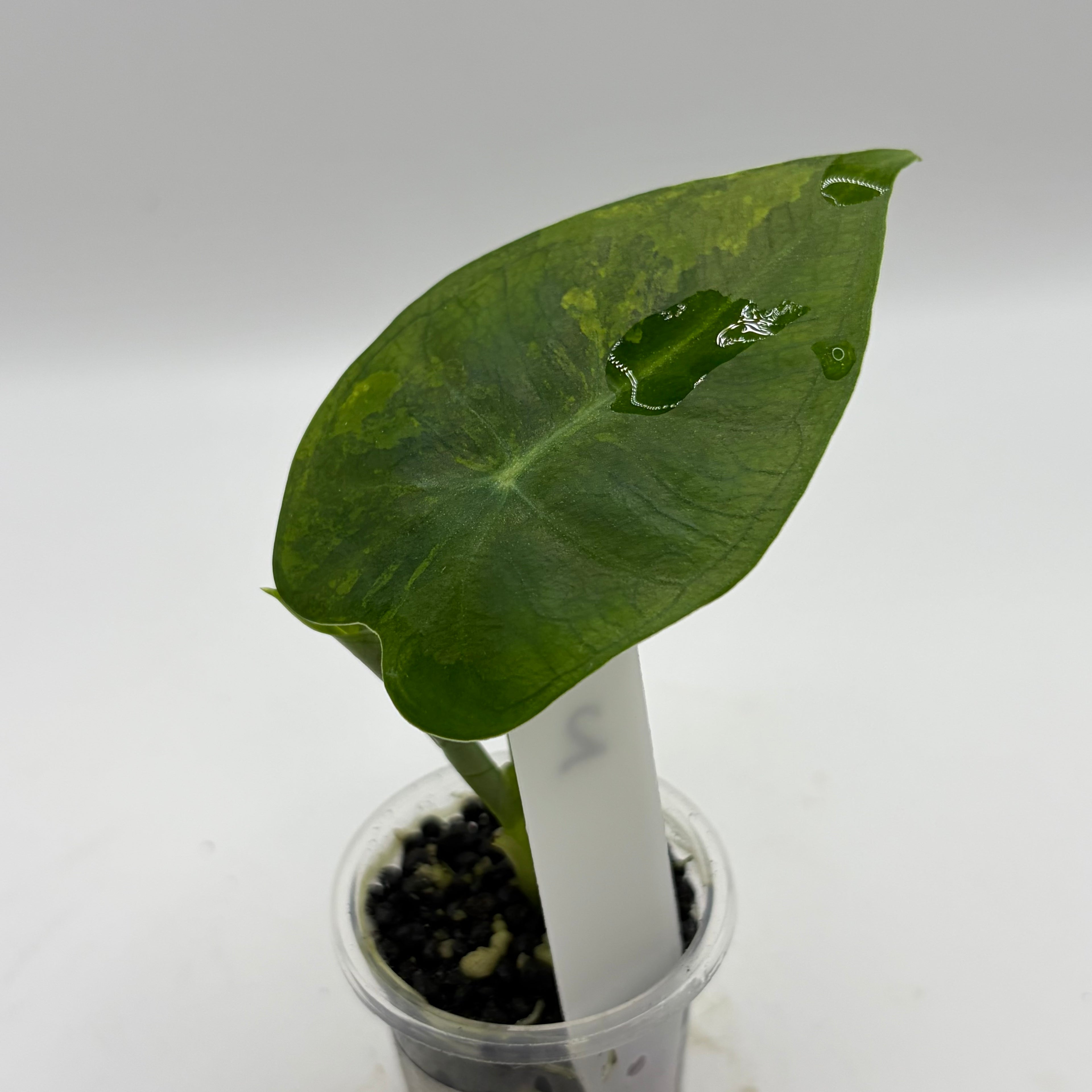 Alocasia Frydek Gog #2