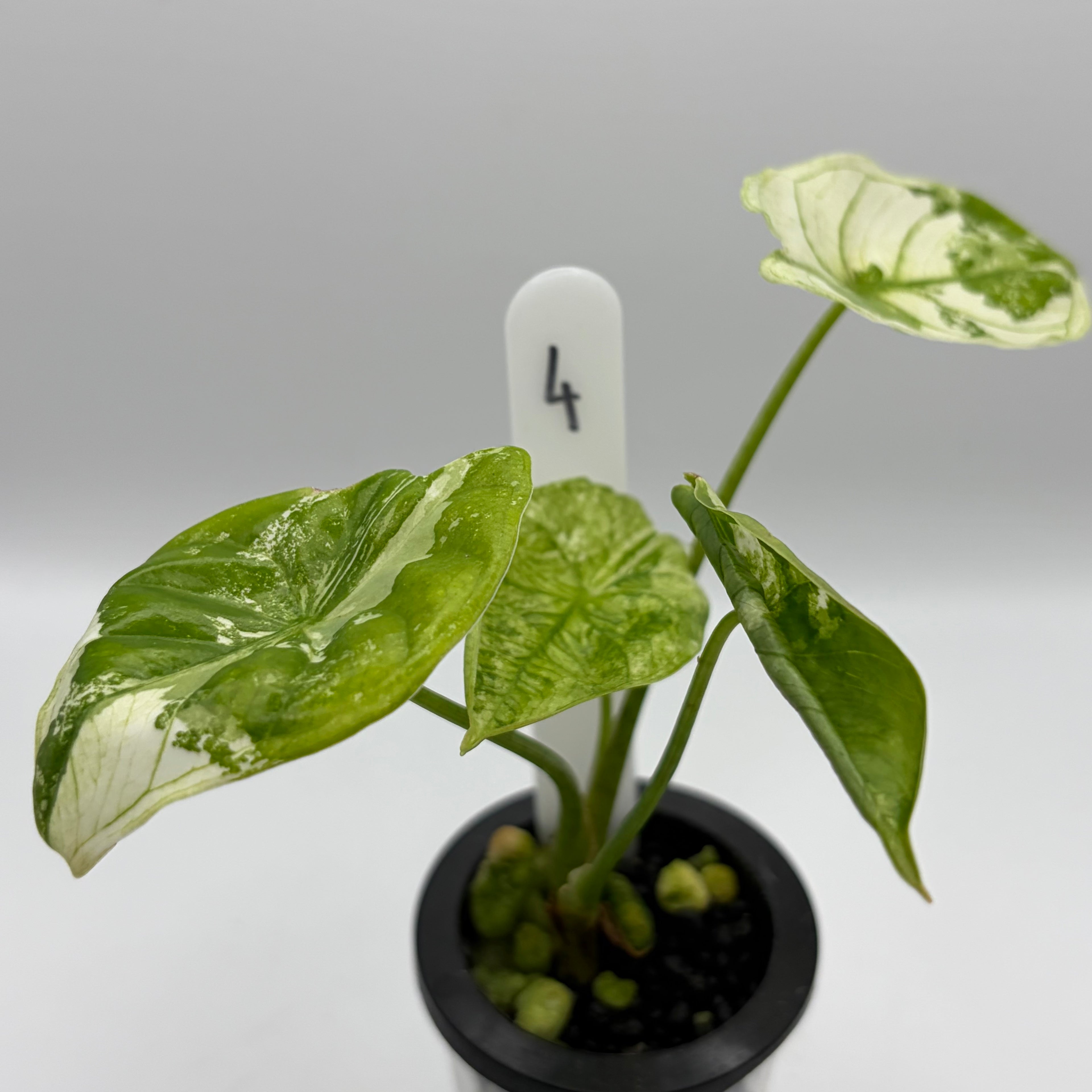 Alocasia Fornicata mint