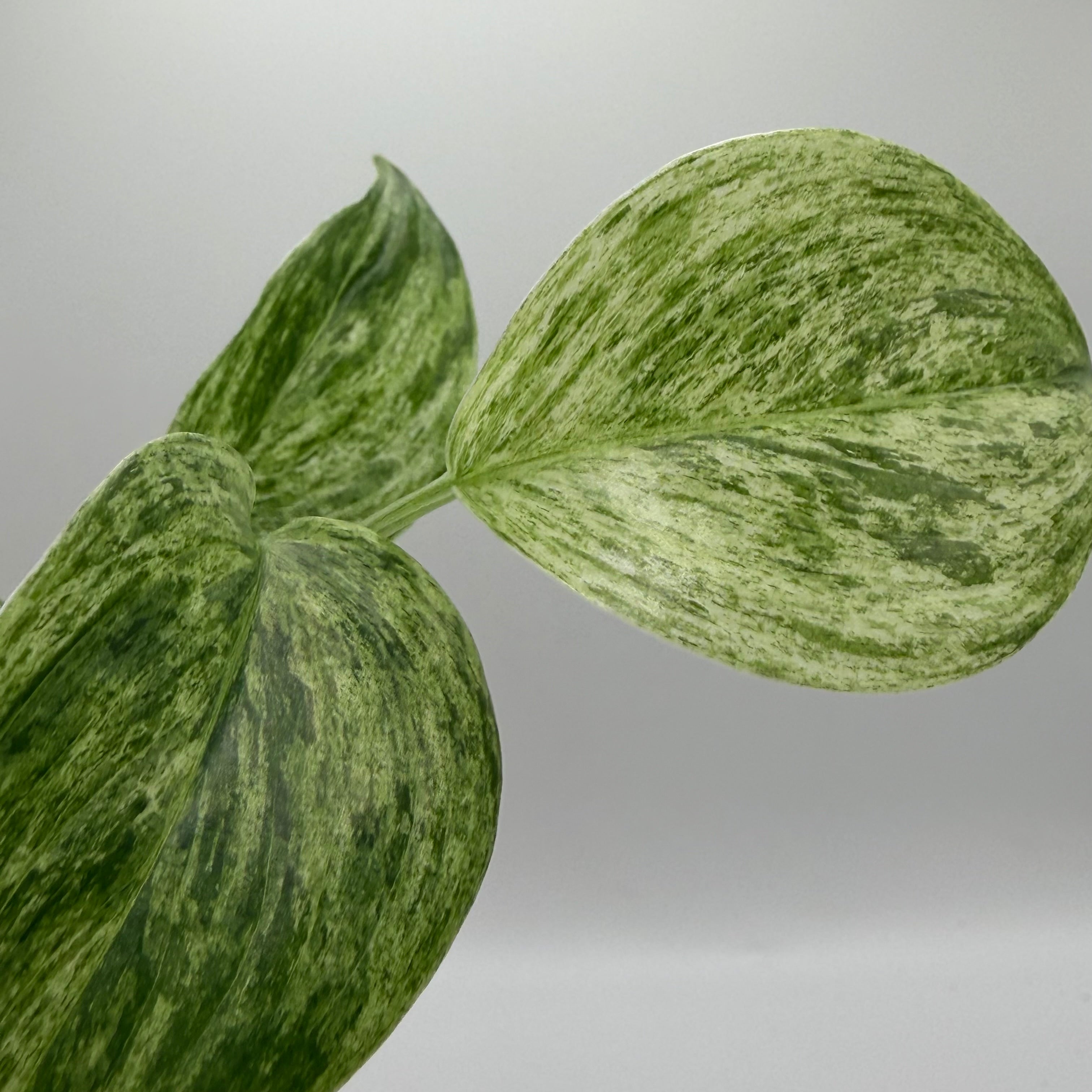 Scindapsus Sp. salaka blue albo