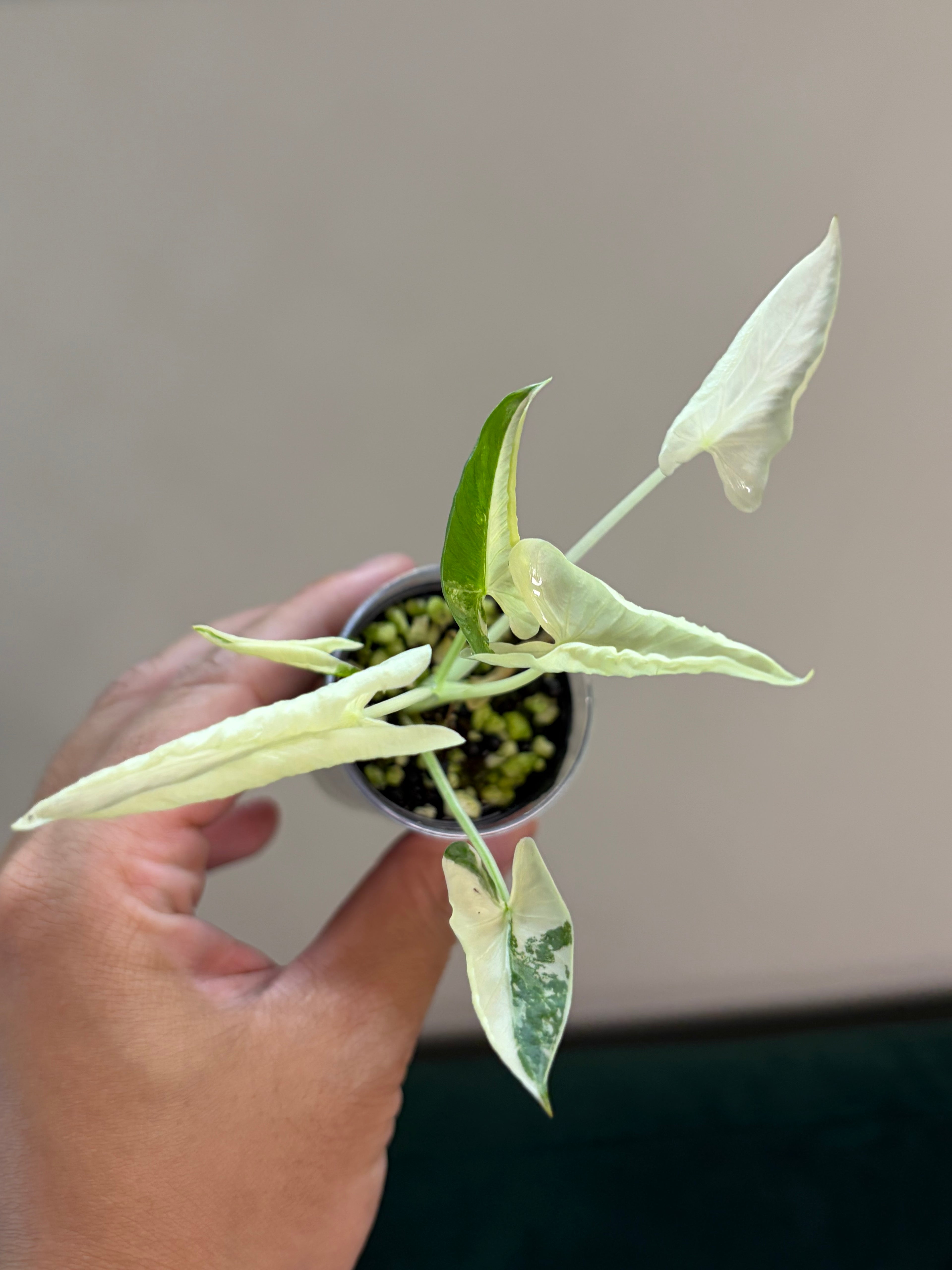 Alocasia Cucullata crinkles albo #1