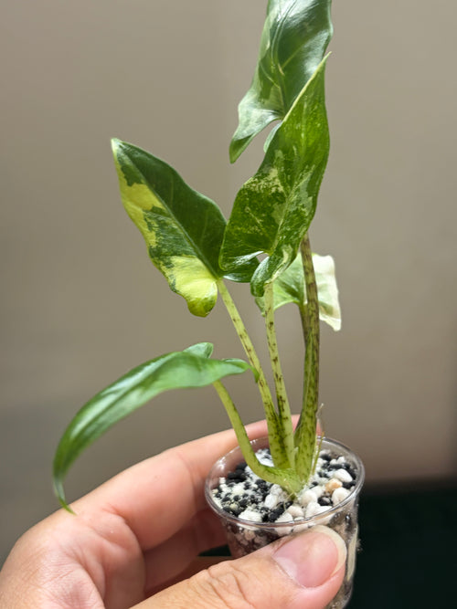 Alocasia Lauterbachiana aurea