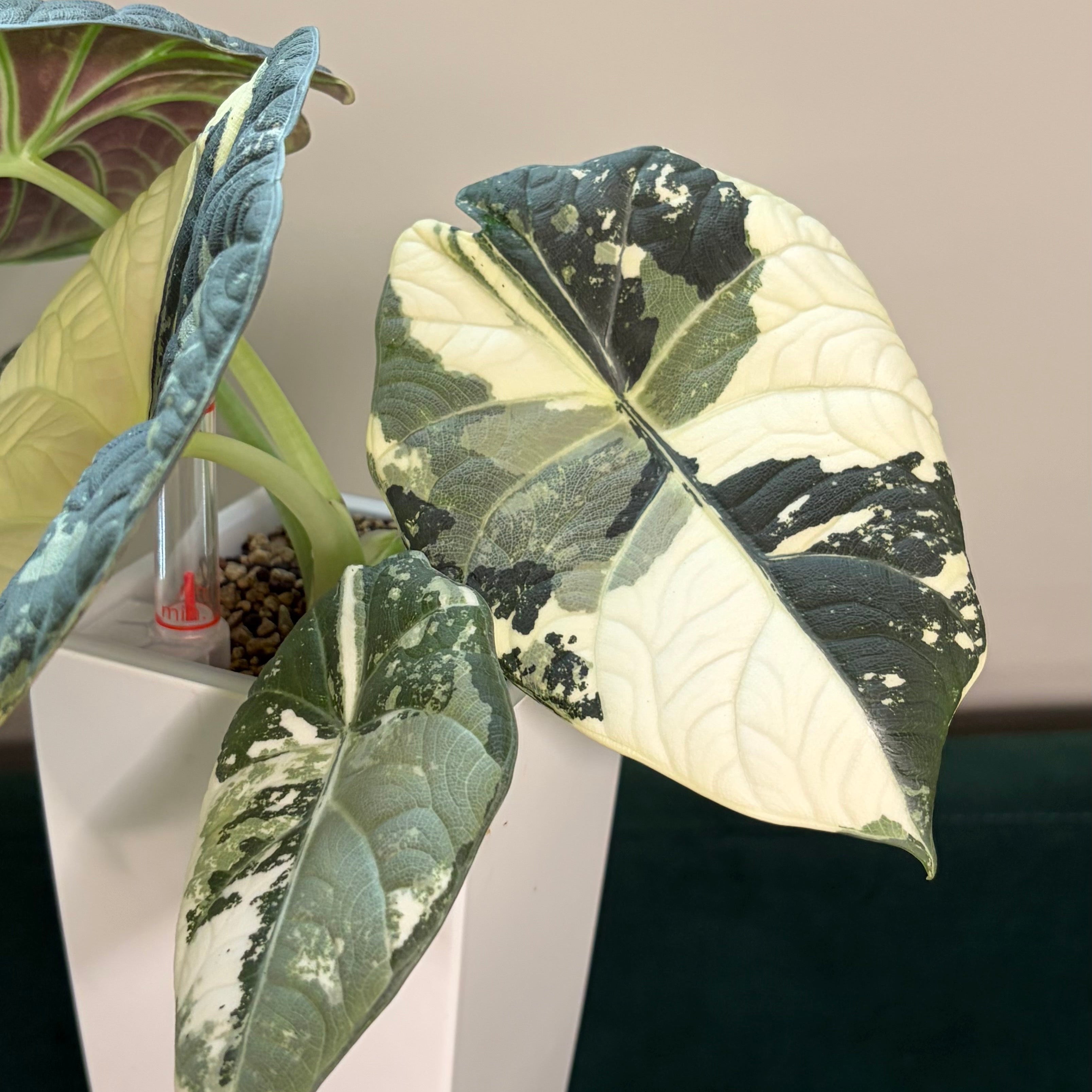 Alocasia Maharani albo (corm)