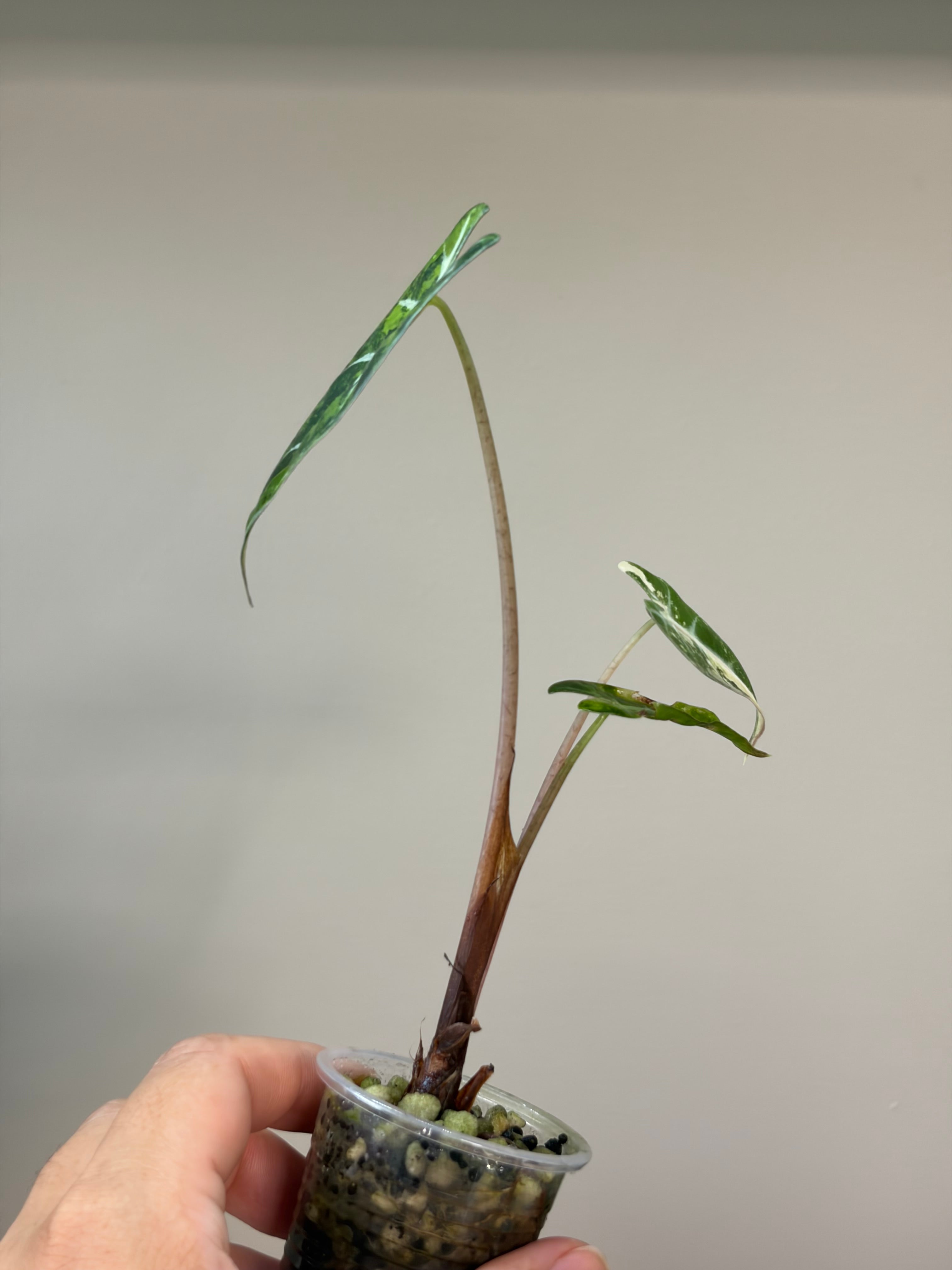 Alocasia Bambino aurea #1