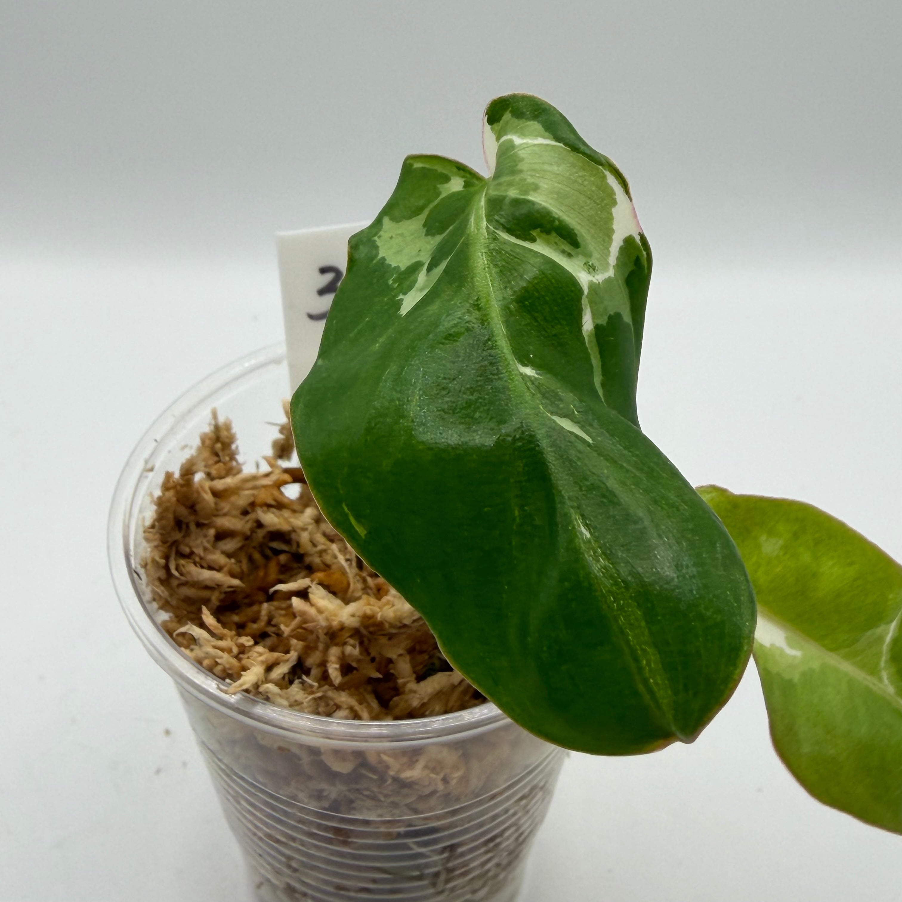 Philodendron Paraiso Verde albo #3