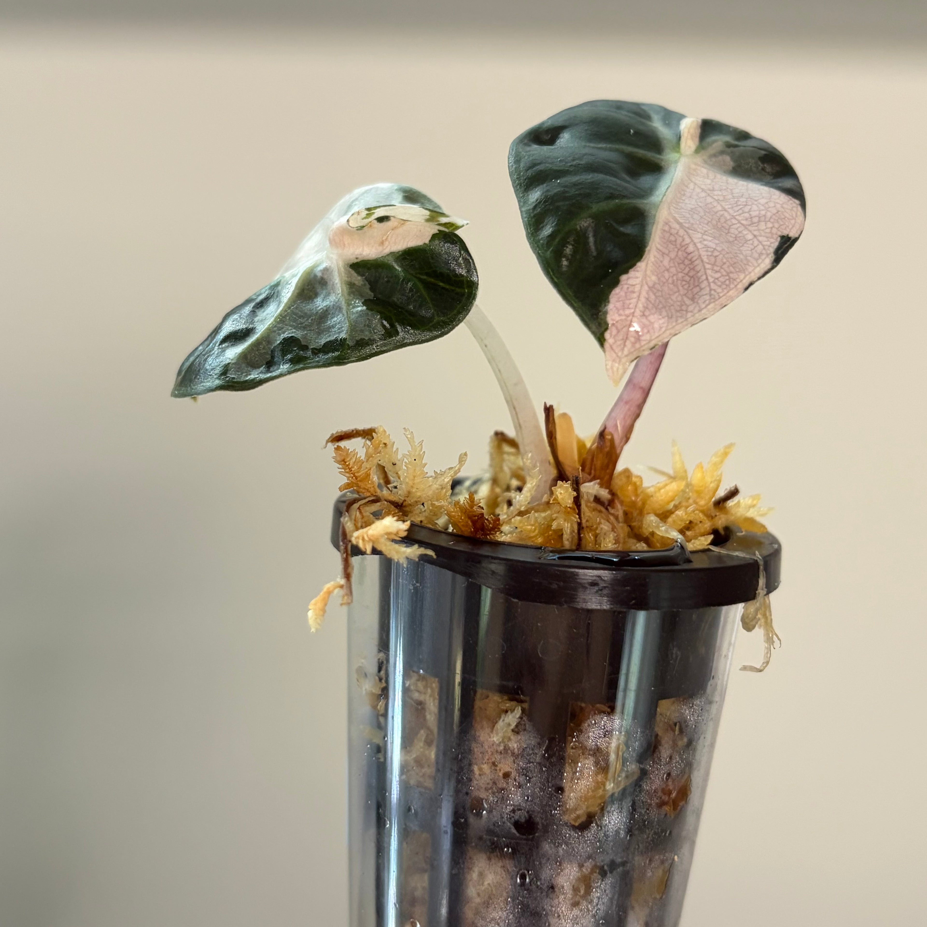 Alocasia Heart balloon pink #5