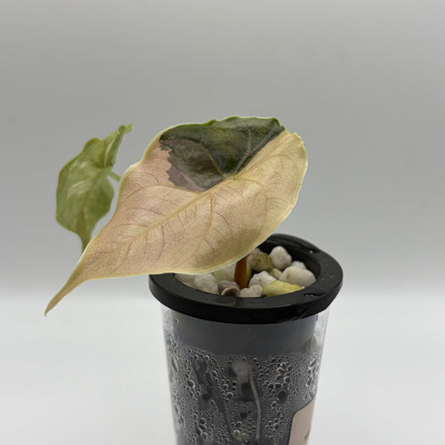 Alocasia Azlanii aurea