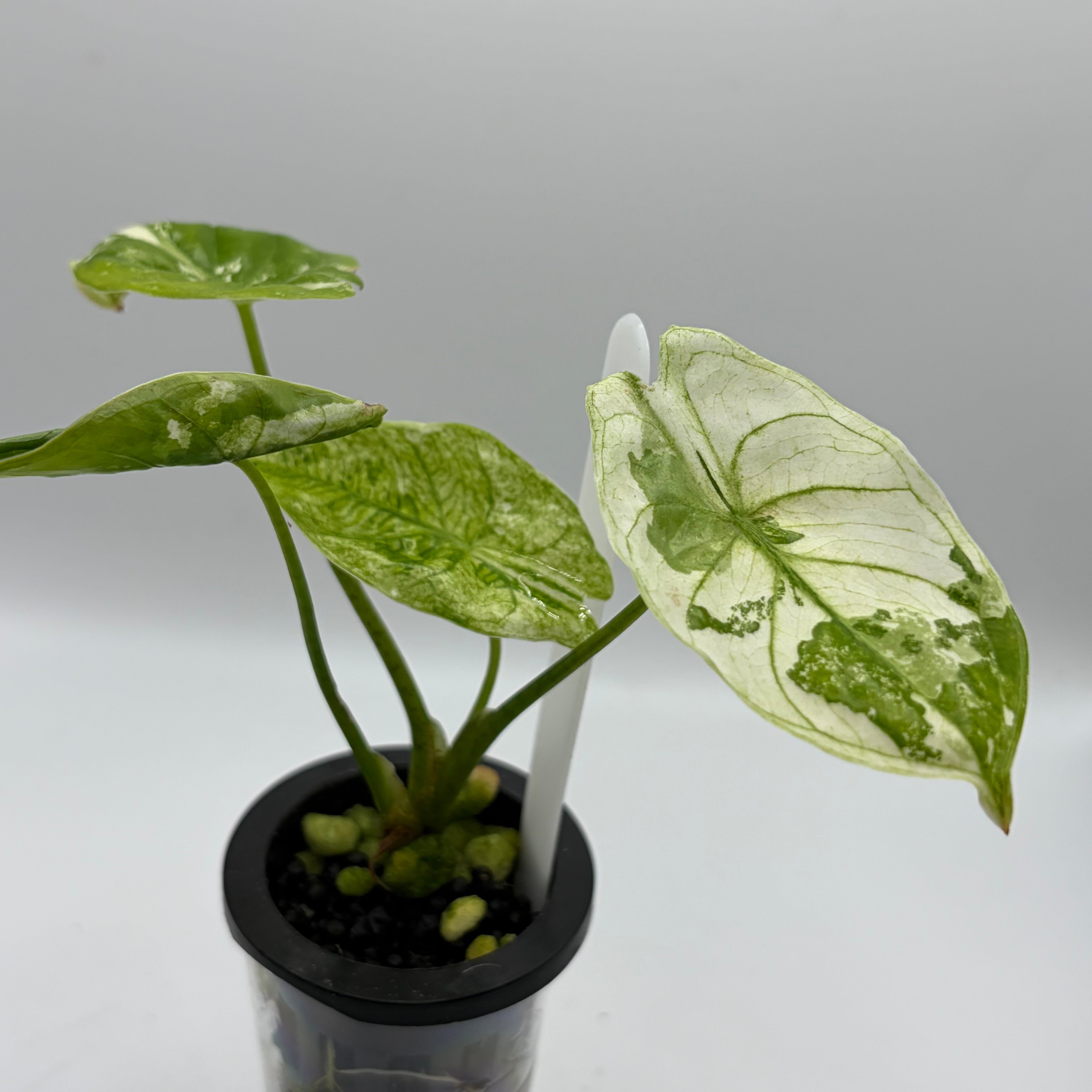 Alocasia Fornicata mint