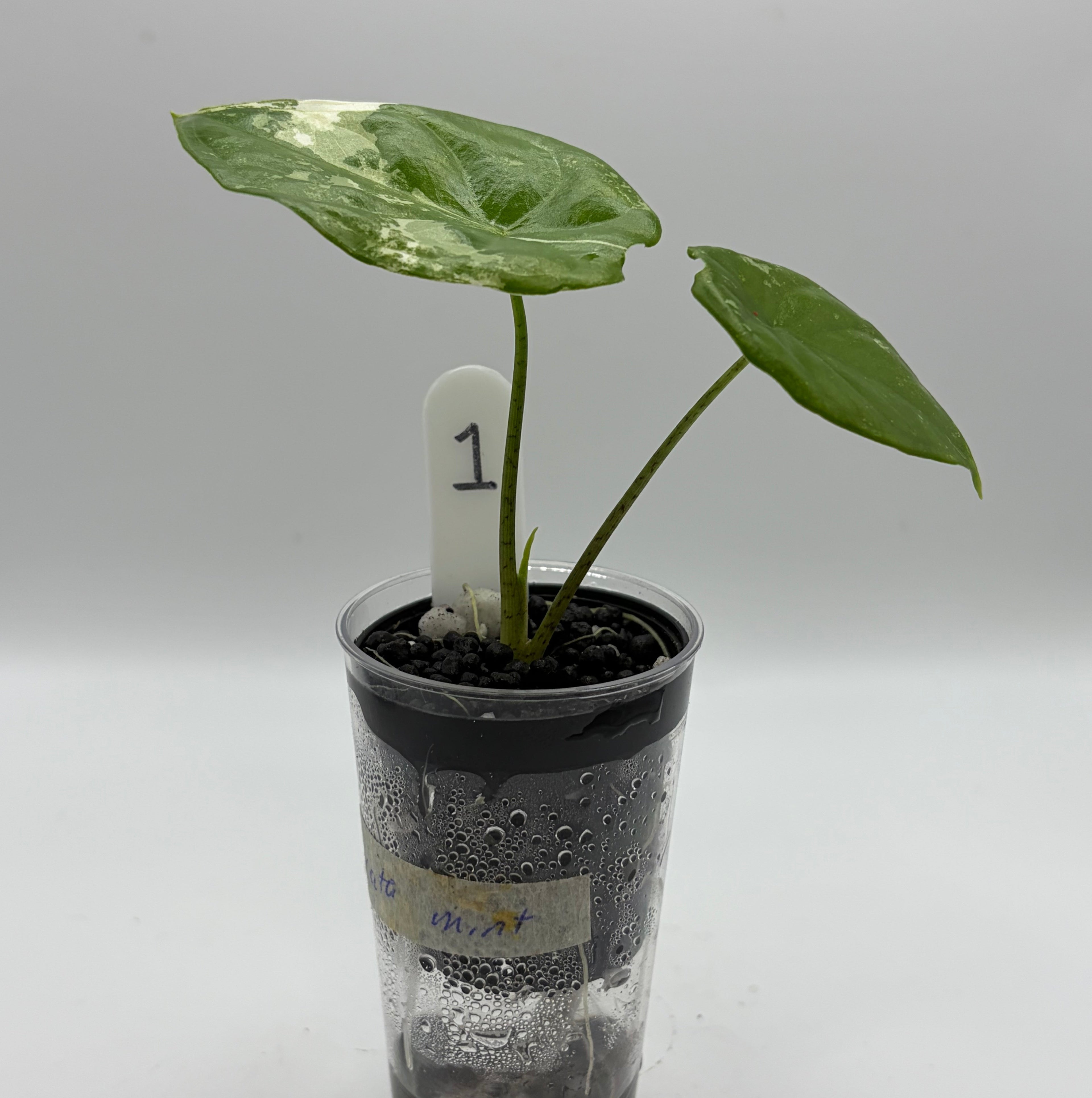 Alocasia Fornicata mint