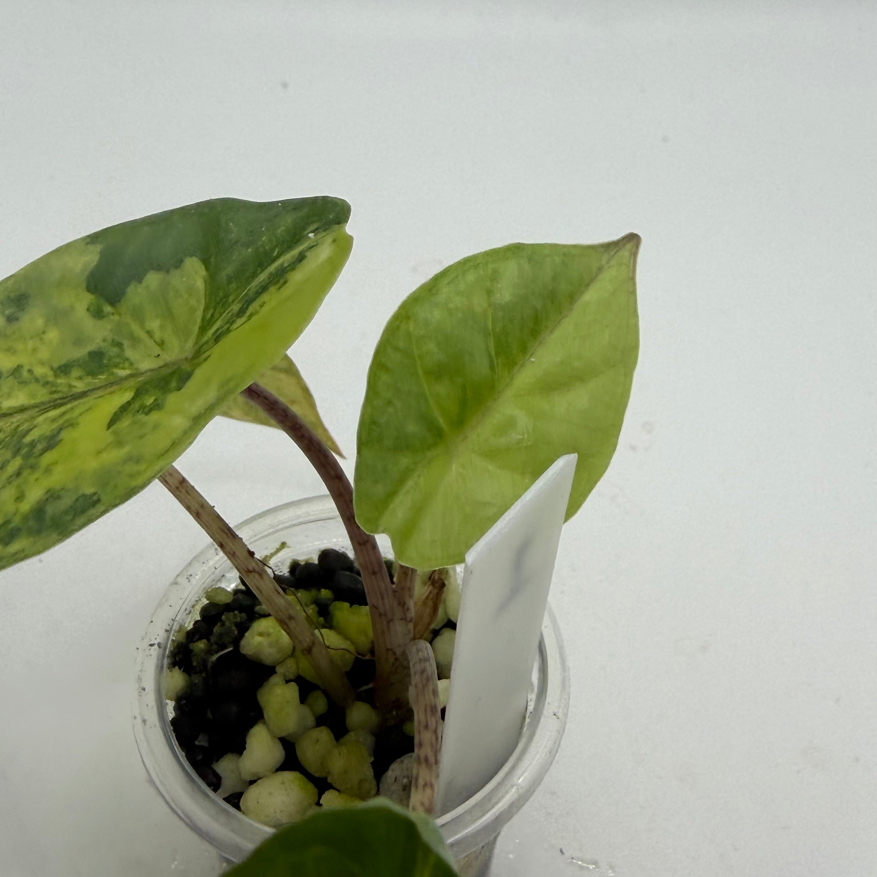 Alocasia Metallic blue aurea #1