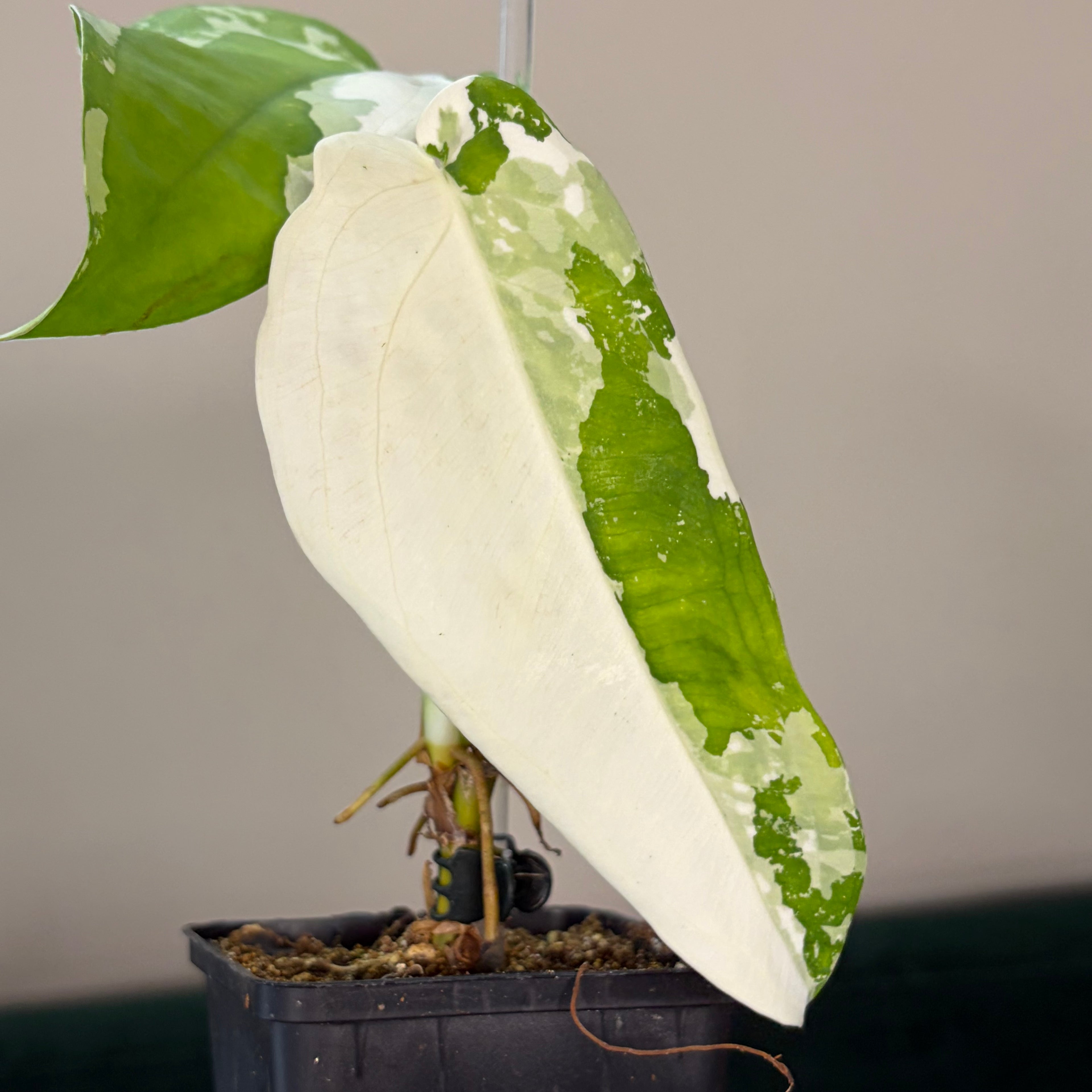 Syngonium chiapense variegata #1