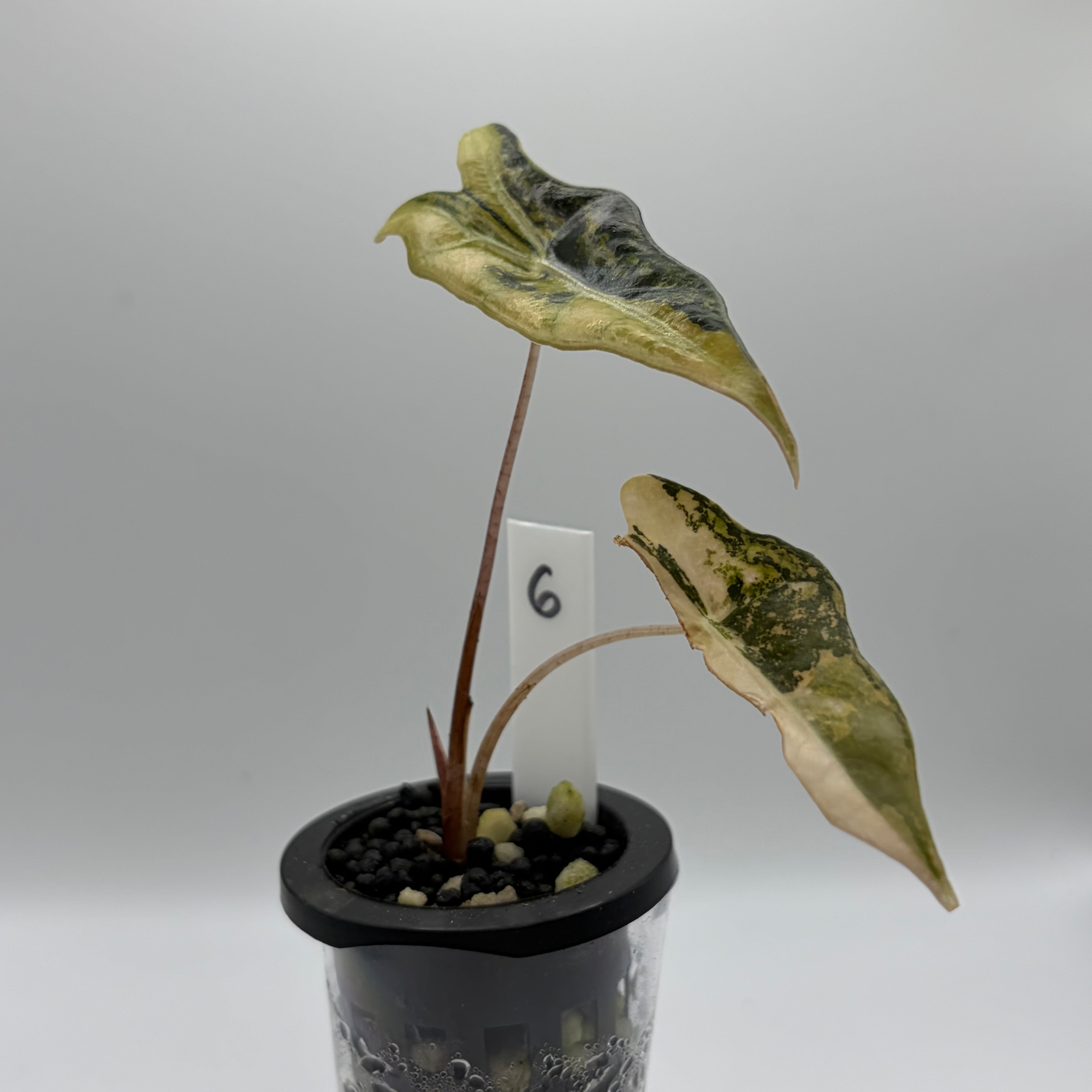 Alocasia Nobilis aurea