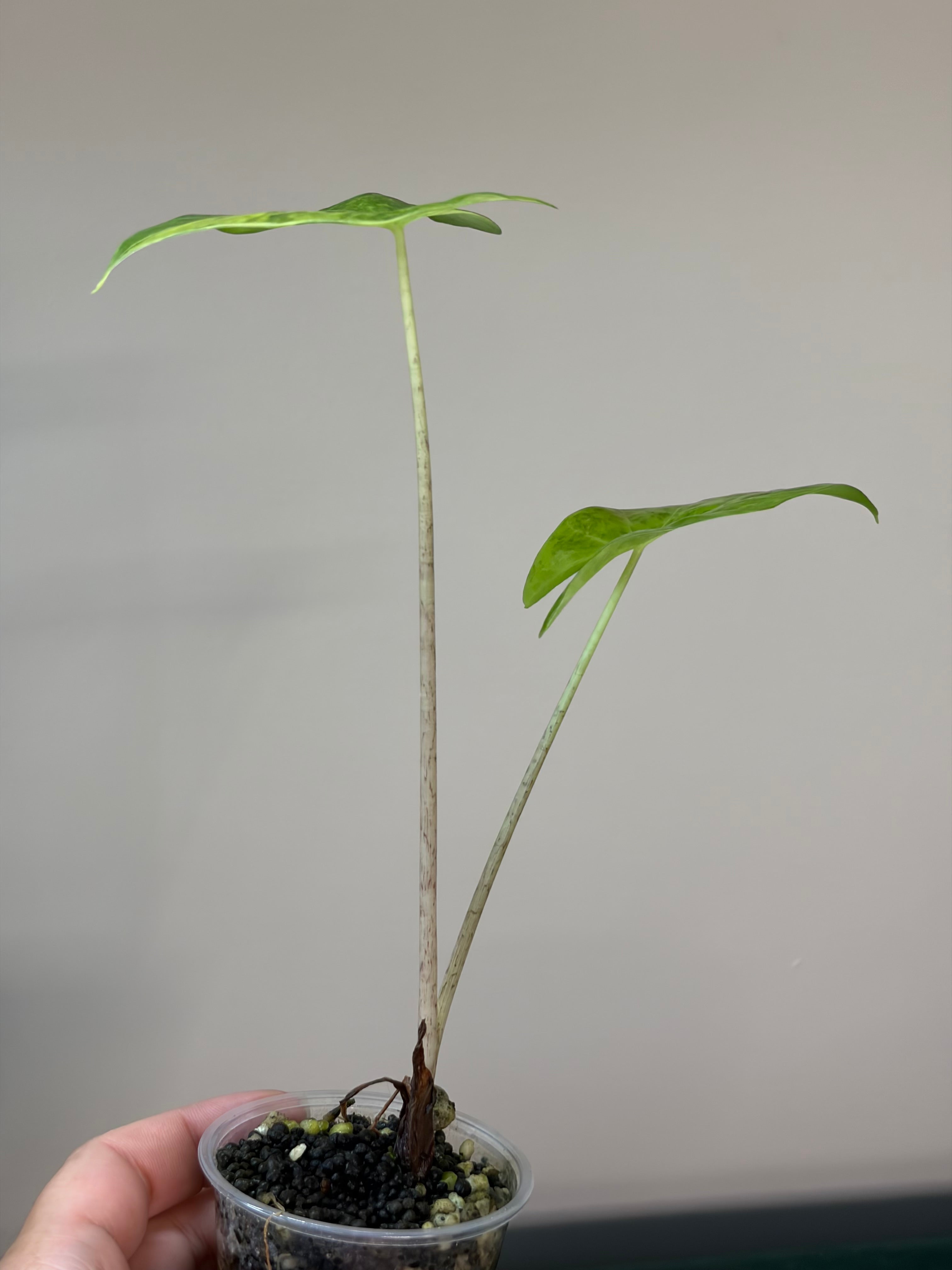 Alocasia Portora aurea #2