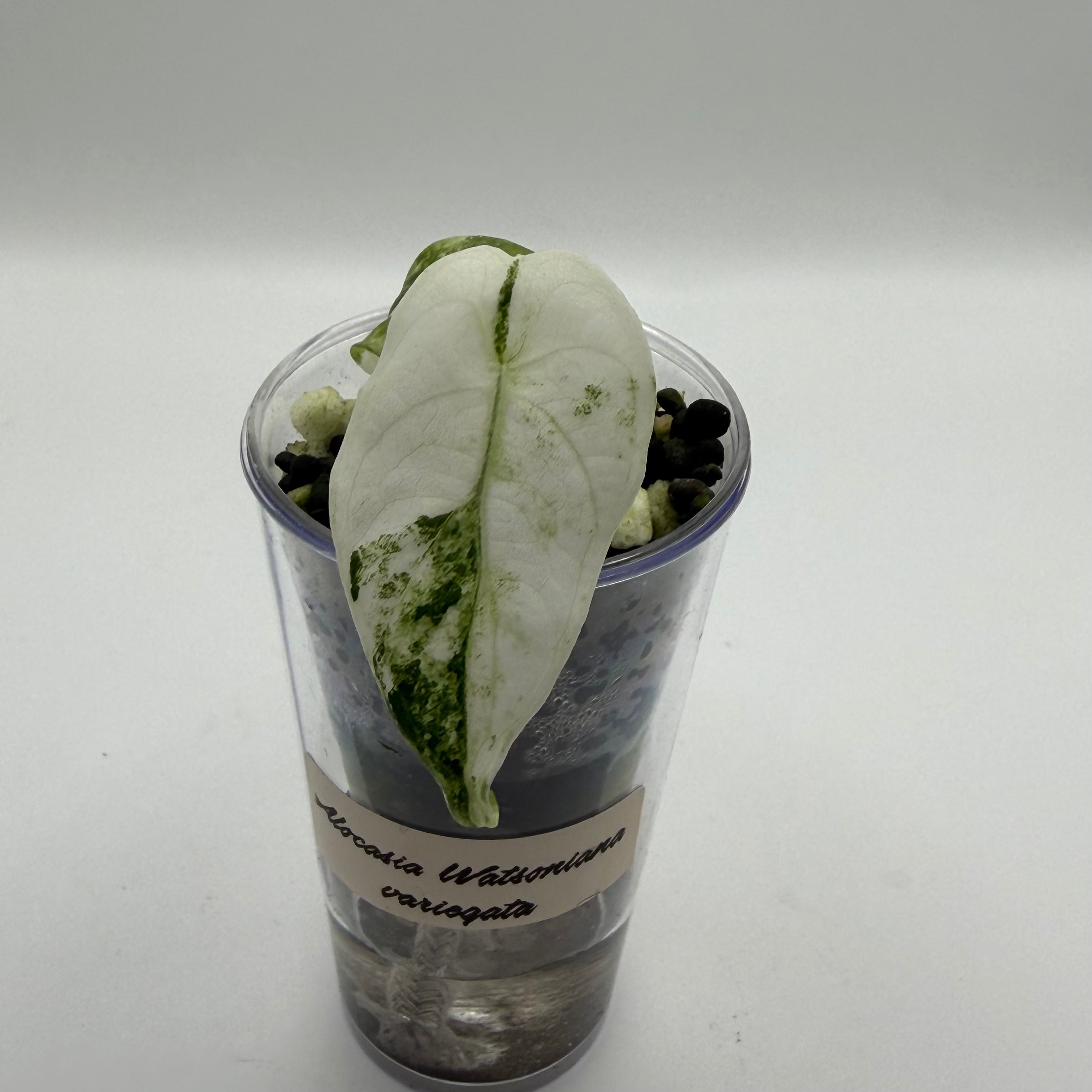 Alocasia Watsoniana variegata