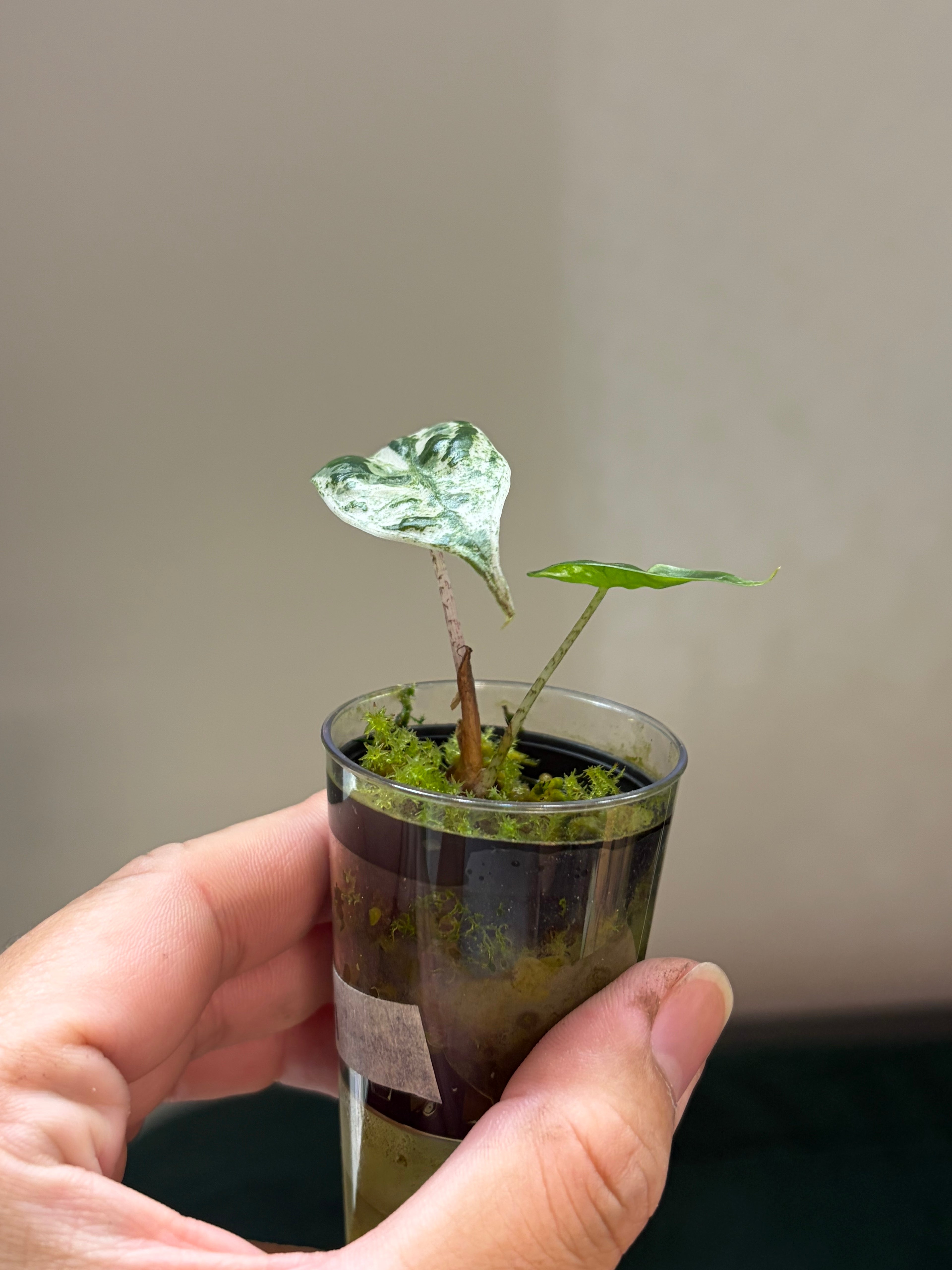 Alocasia Zebrina x Longiloba
