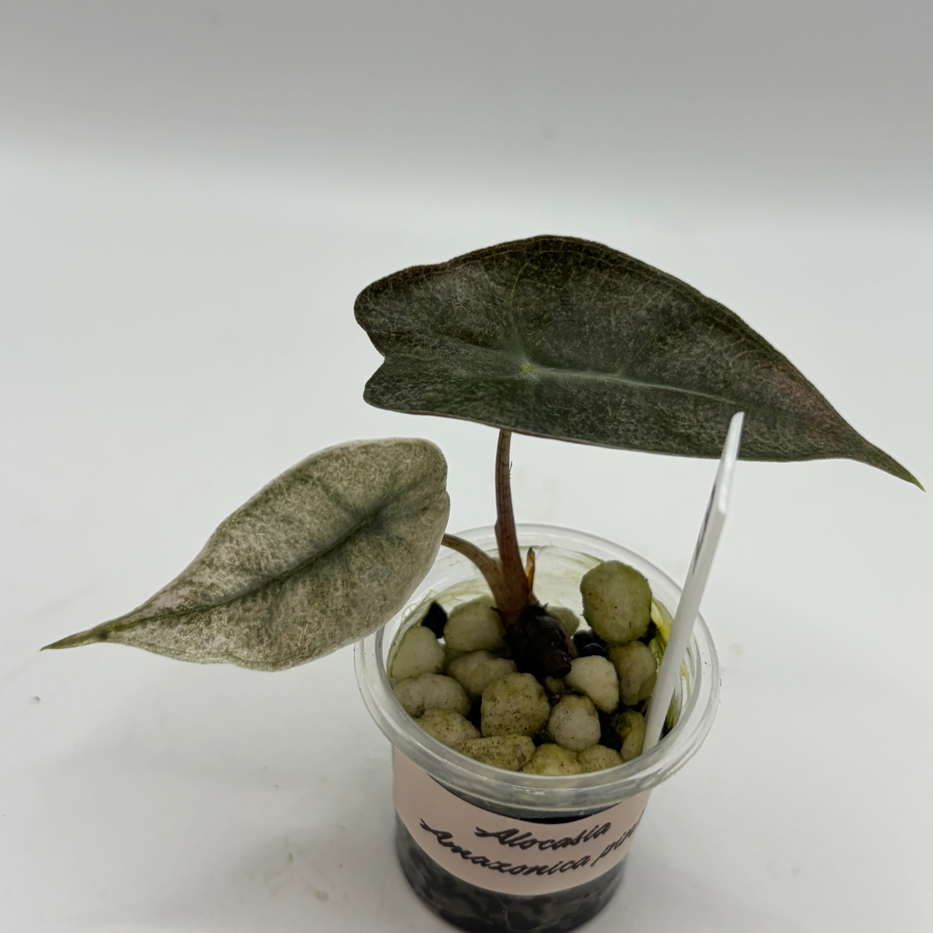 Alocasia Amazonica pink #3